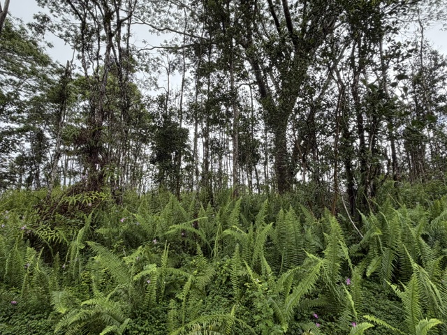 Puna Rd Property Photo 3