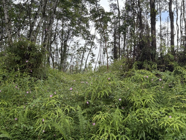 Puna Rd Property Photo 7