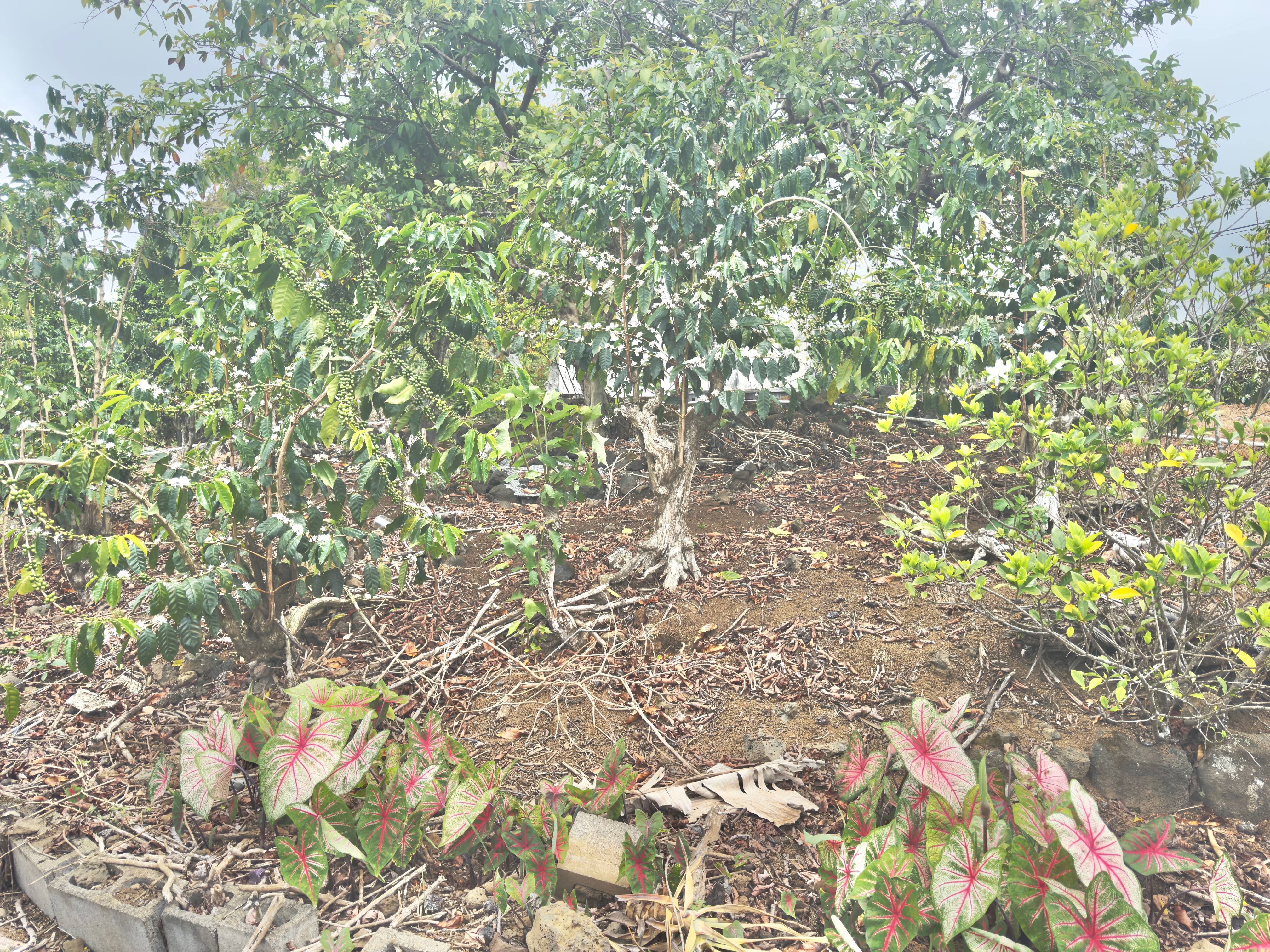82-1091 Kinue Rd Property Photo 13