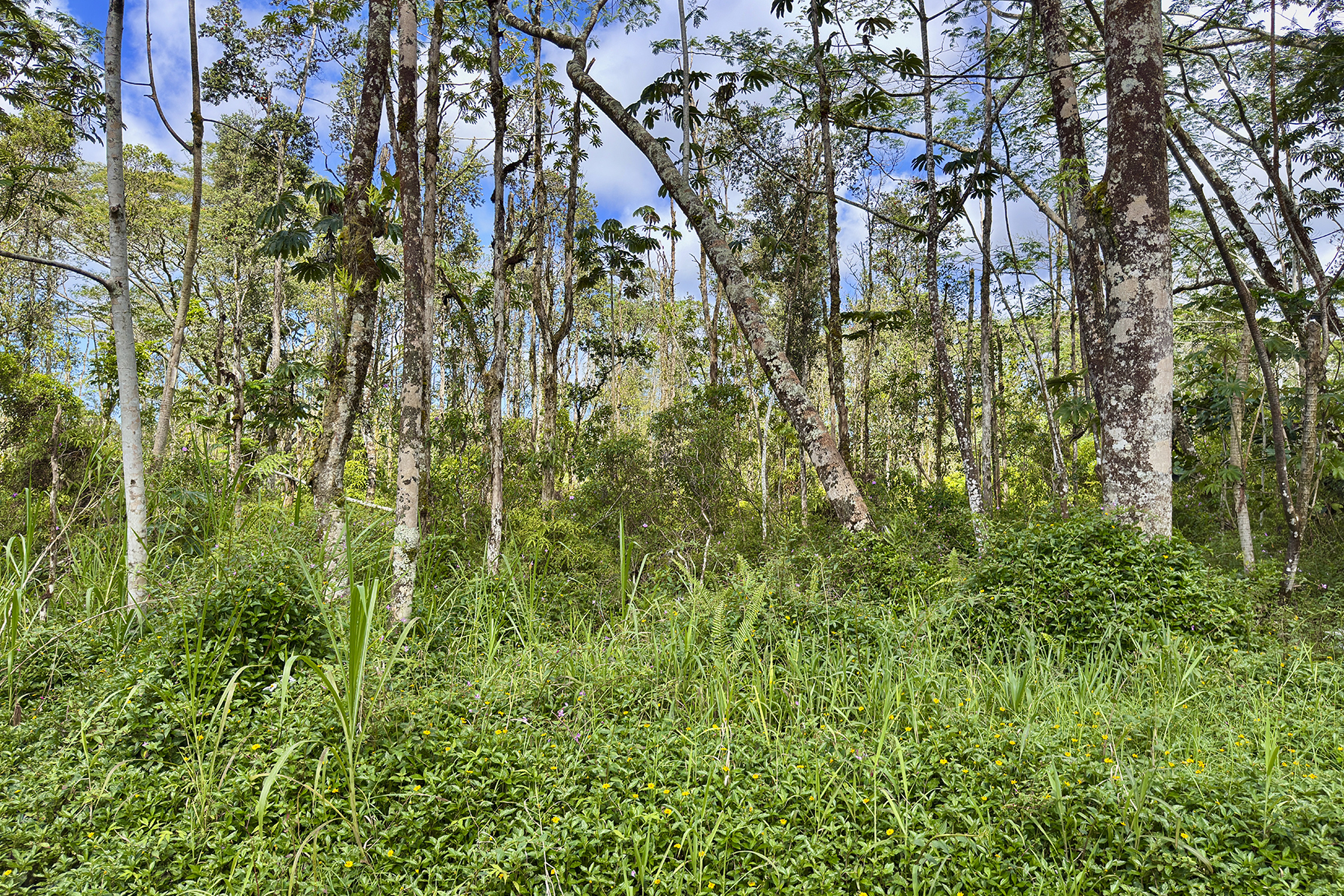 Kauai Rd Property Photo 11