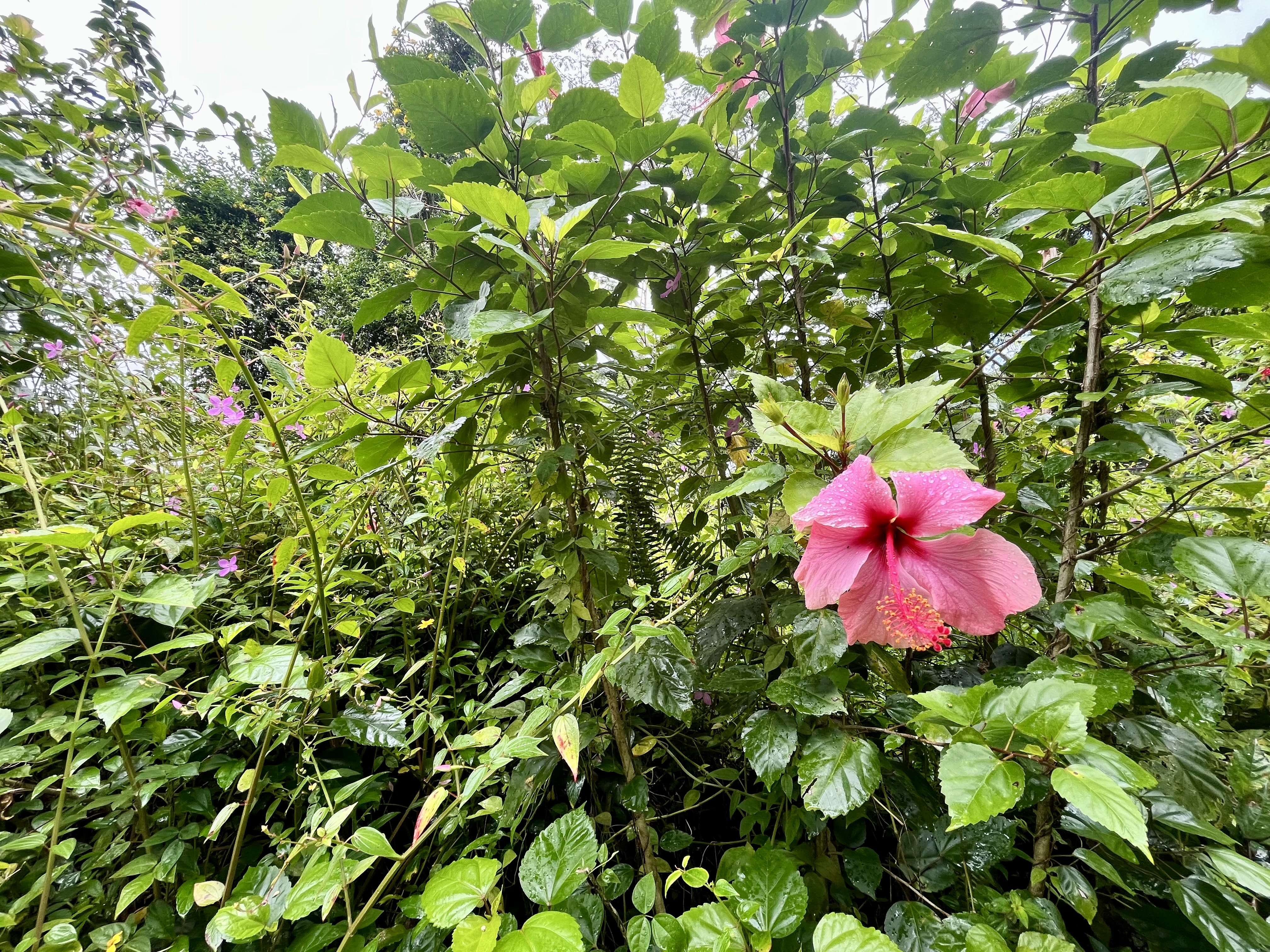 Lehua Rd Property Photo 3