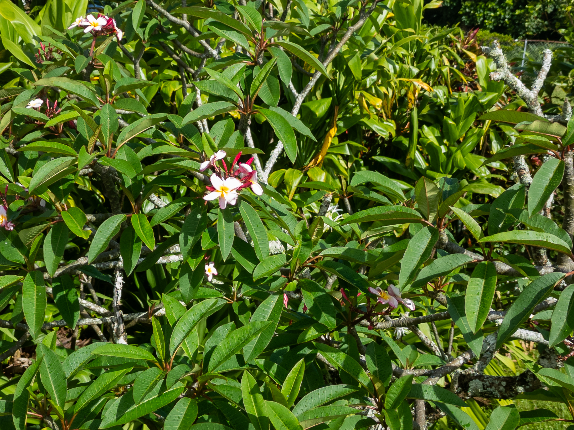 52-277 Keokea Park Rd Property Photo 18