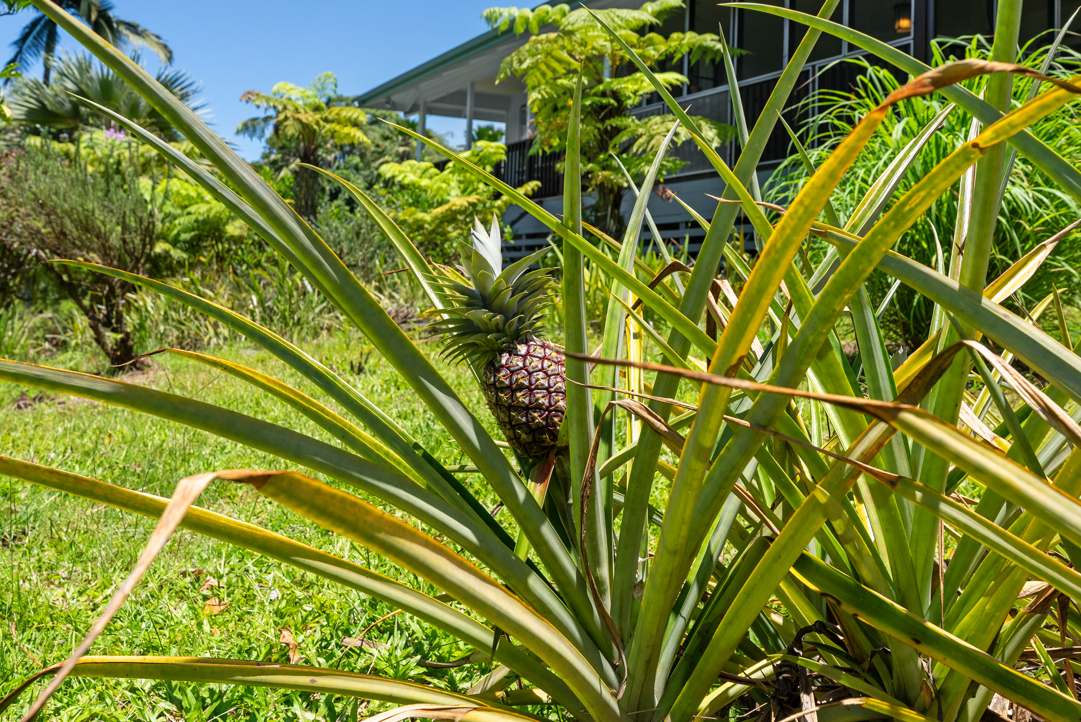 35-2019 Old Mamalahoa Highway Property Photo 24