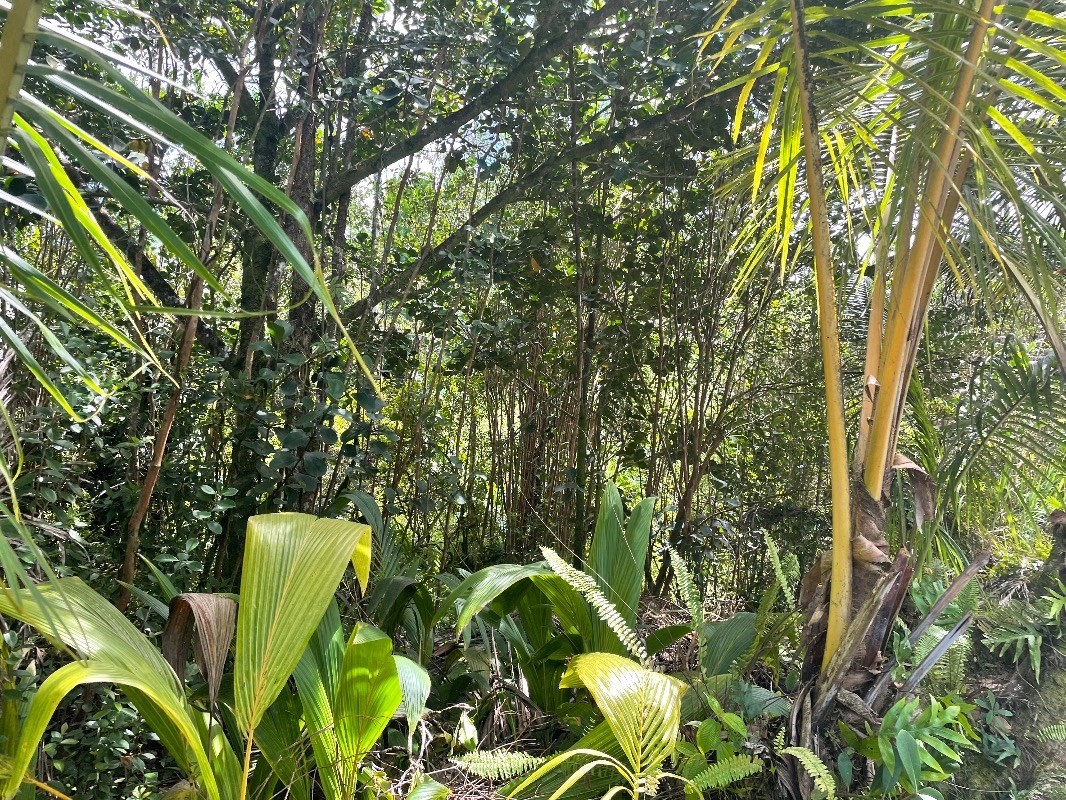 Pahoa Rd Property Photo 5