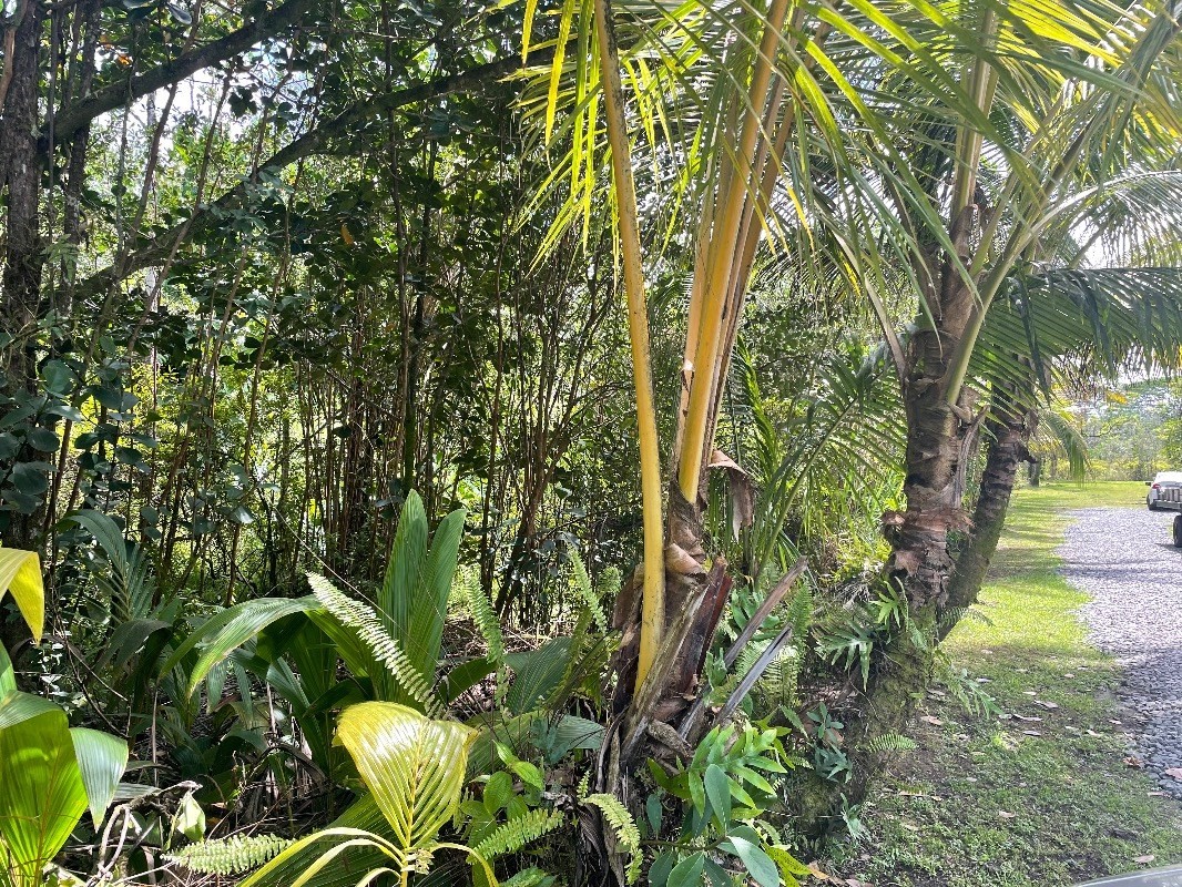 Pahoa Rd Property Photo 7