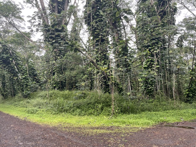 Plumeria Rd Lots 107 & 108 Property Photo 2