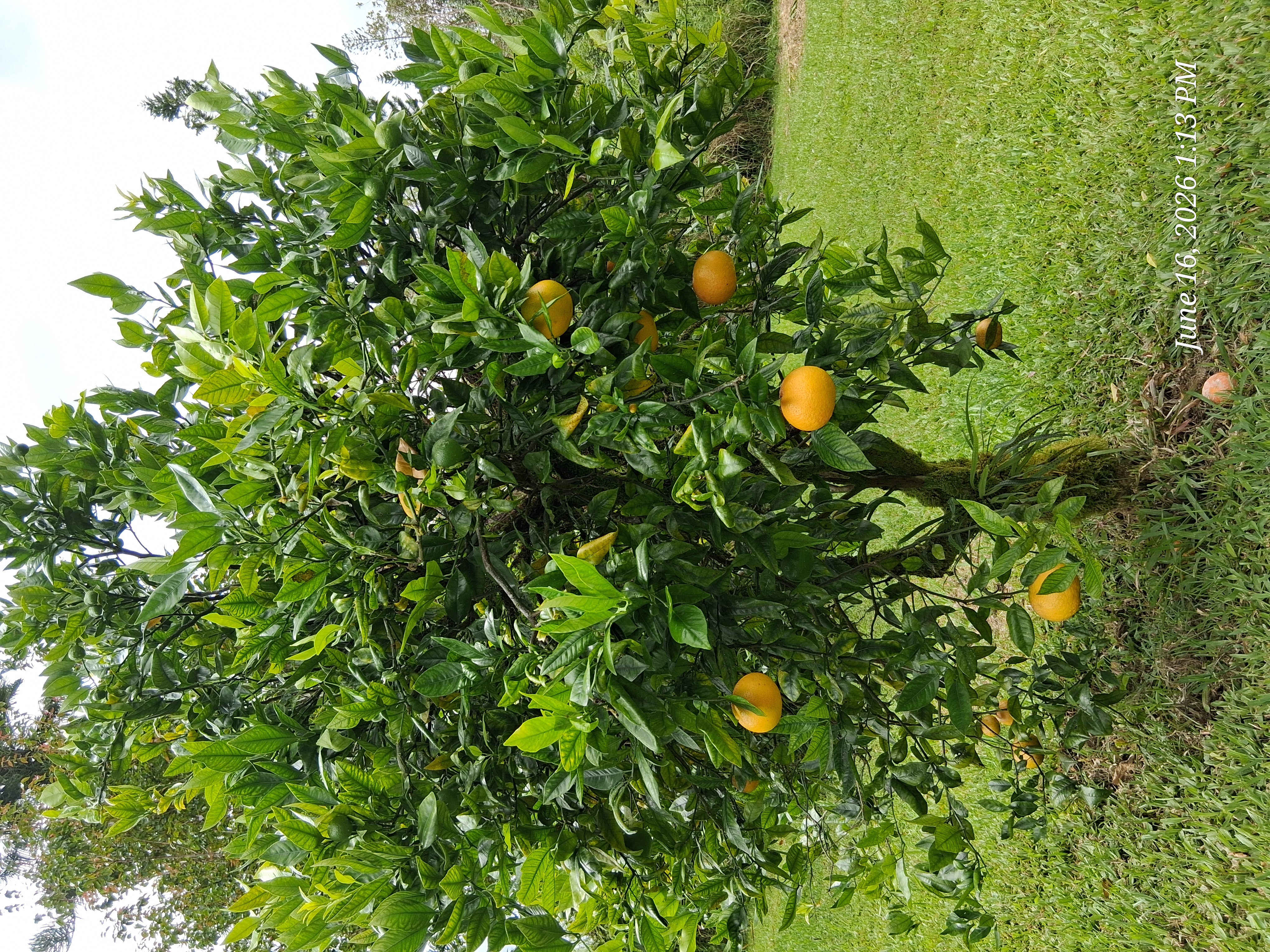 18-4050 Kanahele Pl Property Photo 17