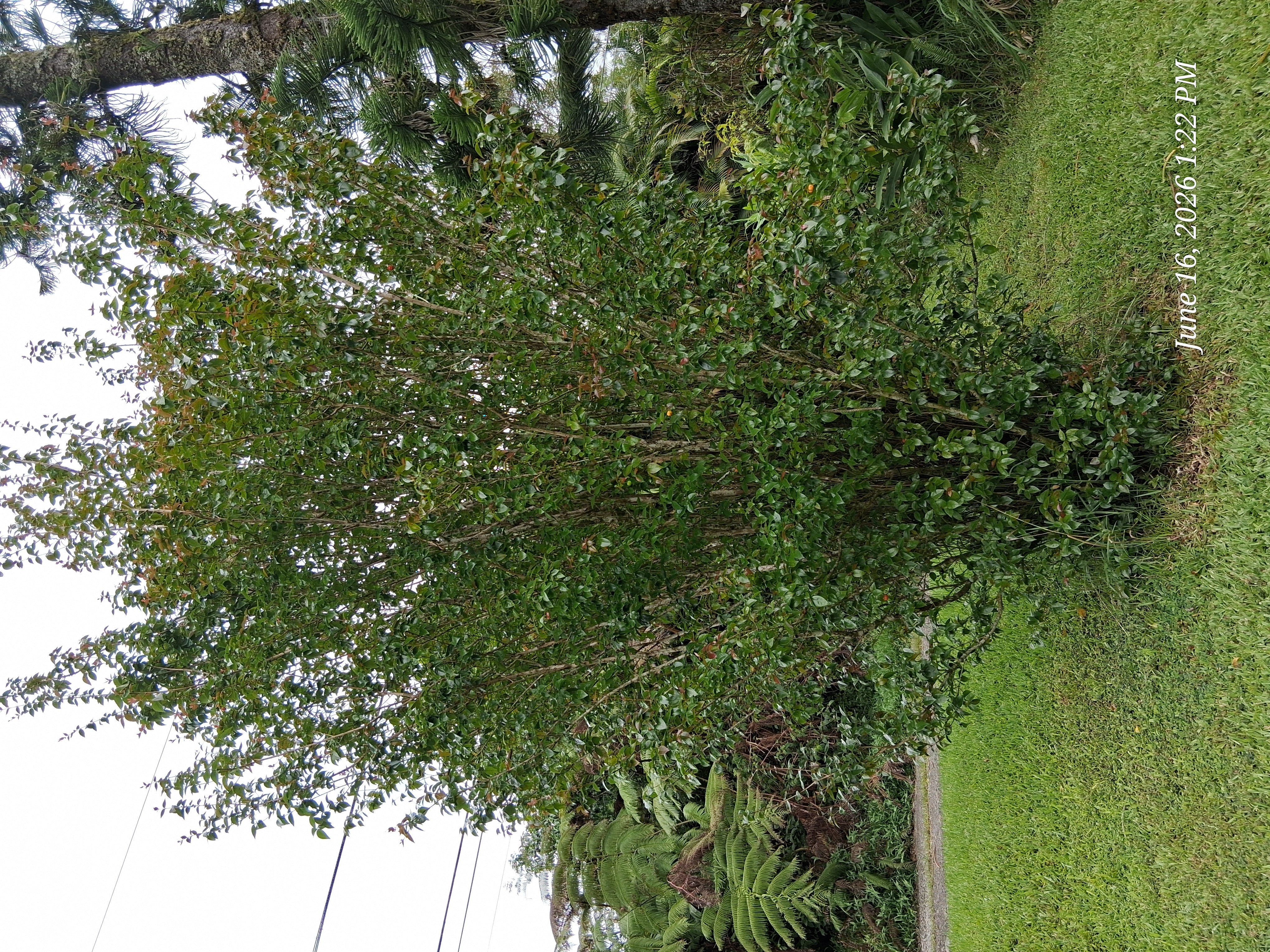 18-4050 Kanahele Pl Property Photo 18