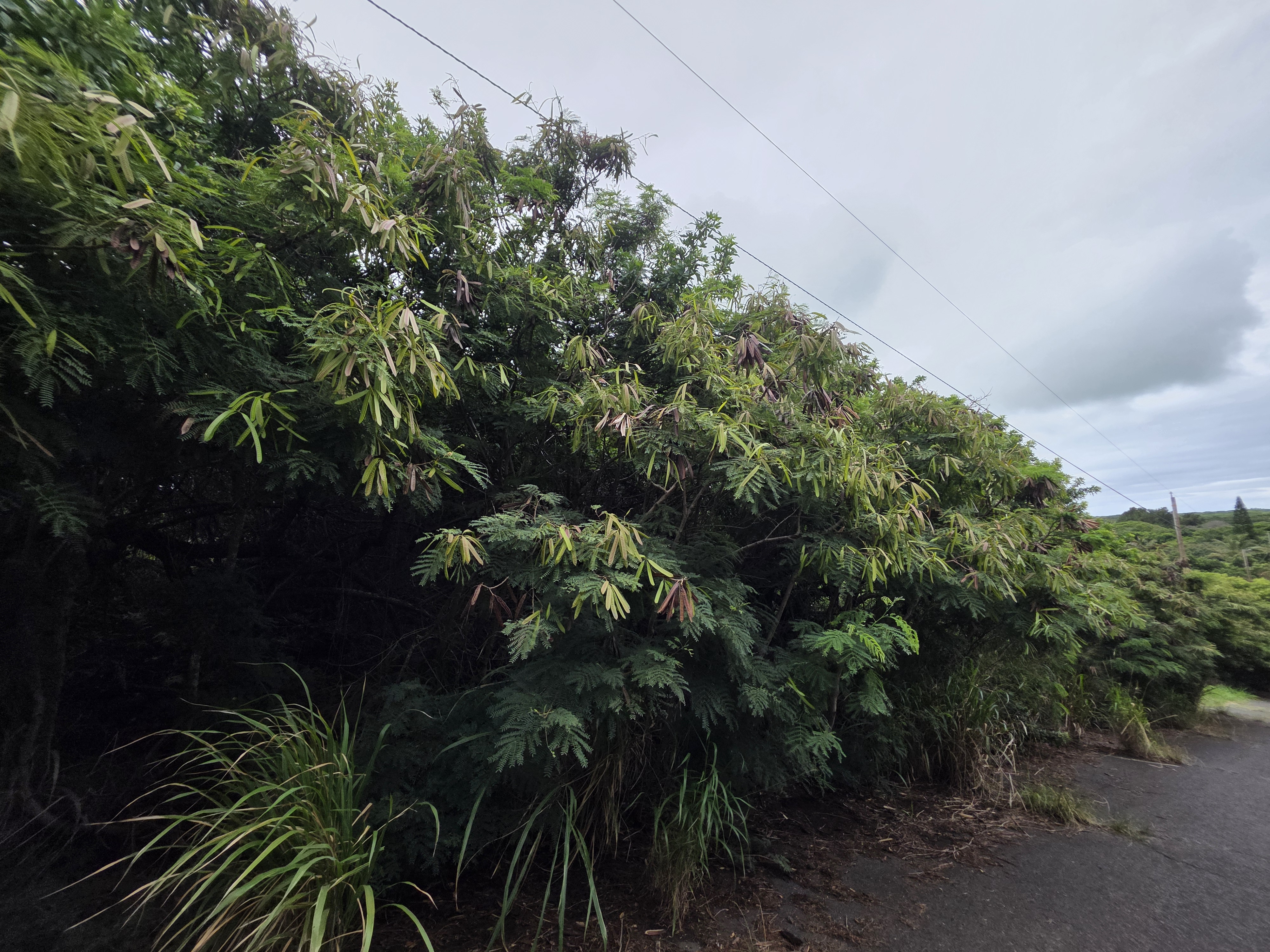 Mauka St Property Photo 3