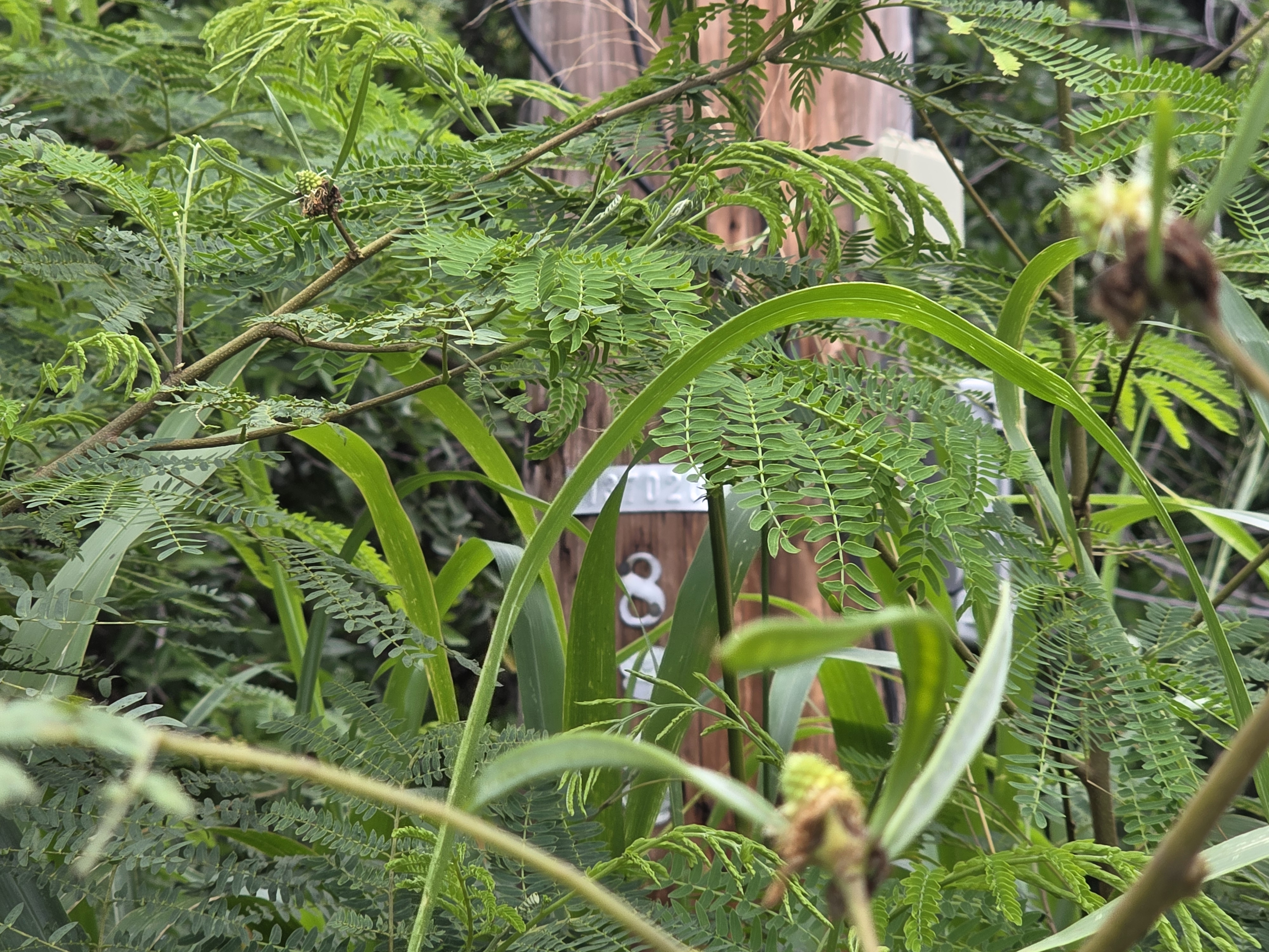 Mauka St Property Photo 8