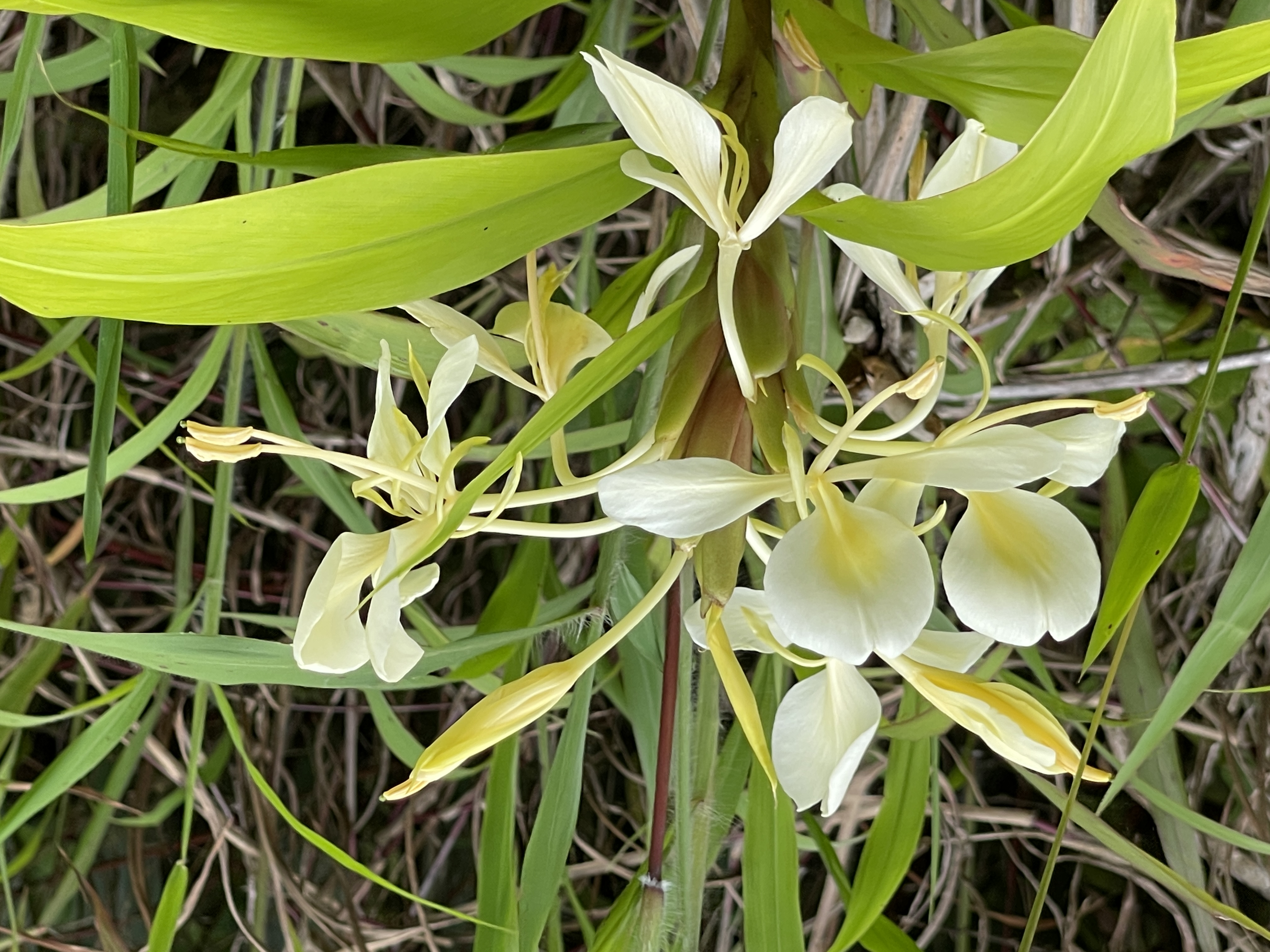Plumeria St Property Photo 2