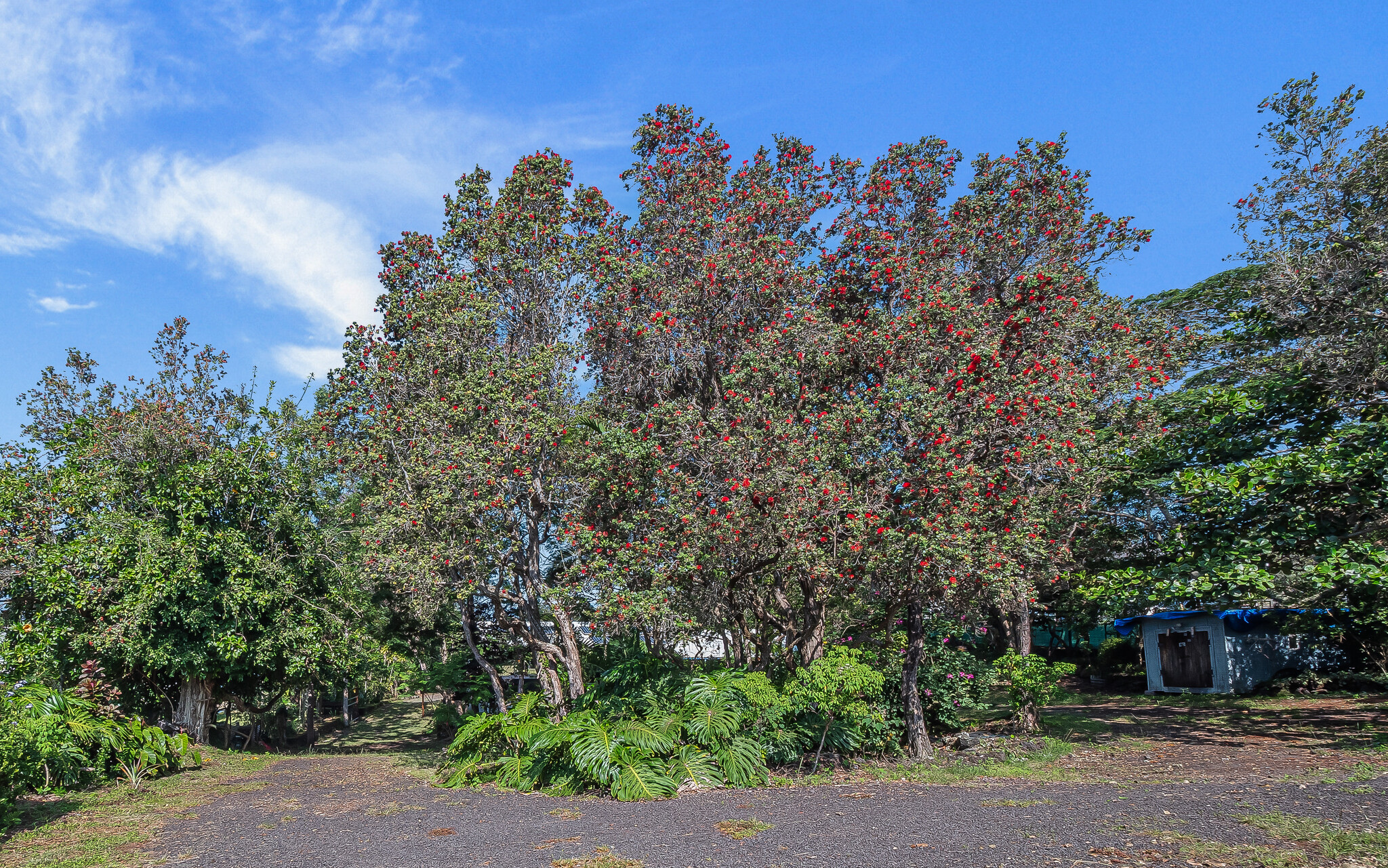 92-9094 Ginger Blossom Ln Property Photo 28