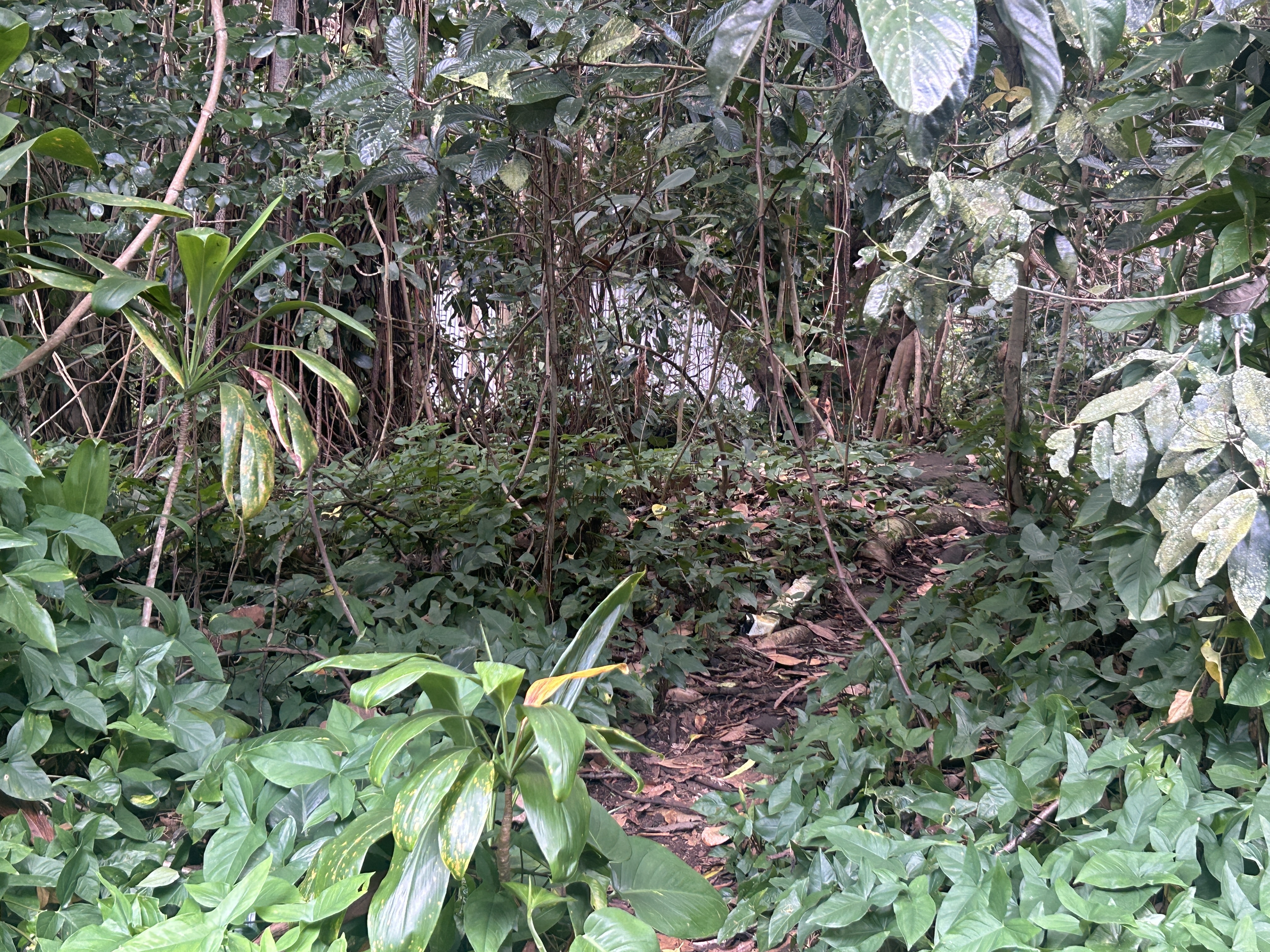 87-2478 Hawaii Belt Rd Property Photo 15