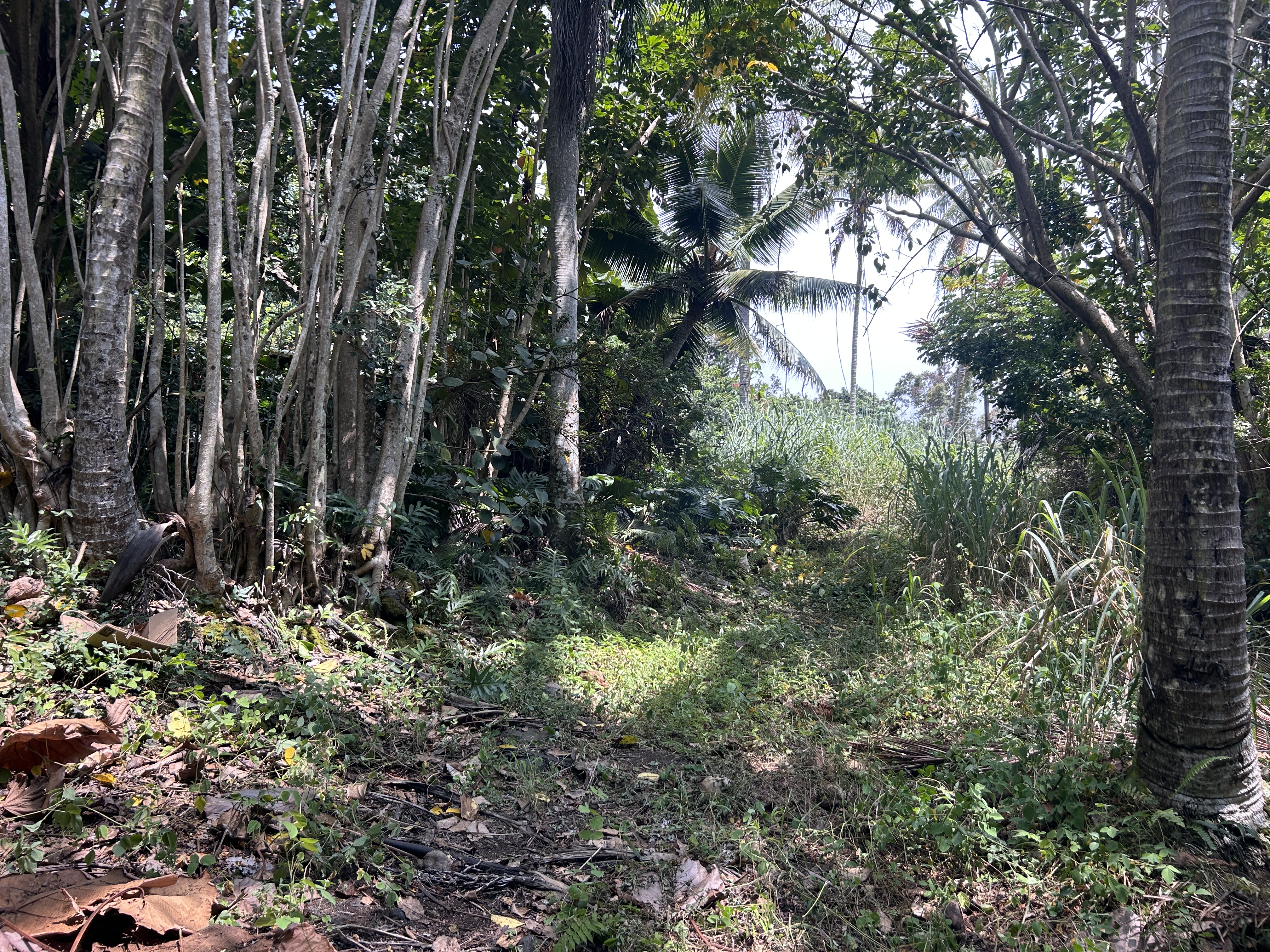 87-2478 Hawaii Belt Rd Property Photo 18