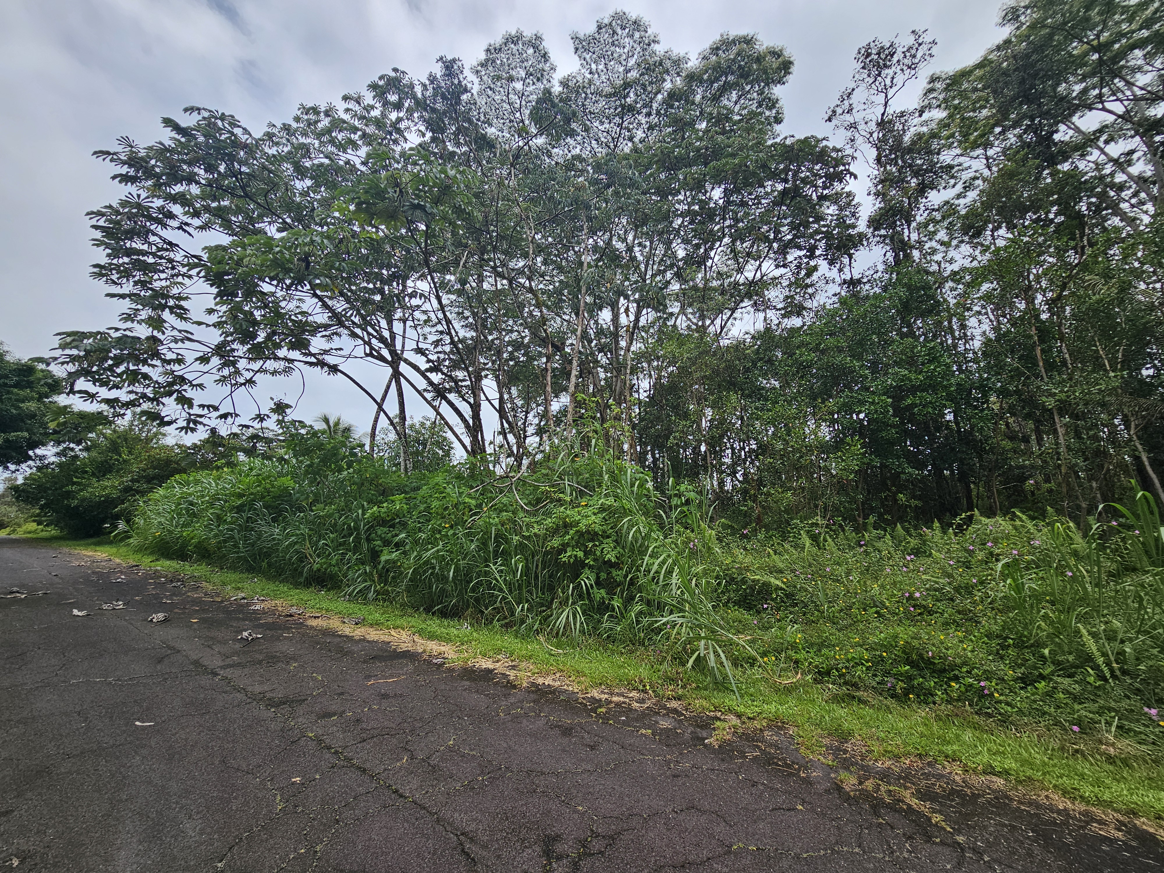 Pahoa Rd Property Photo 10