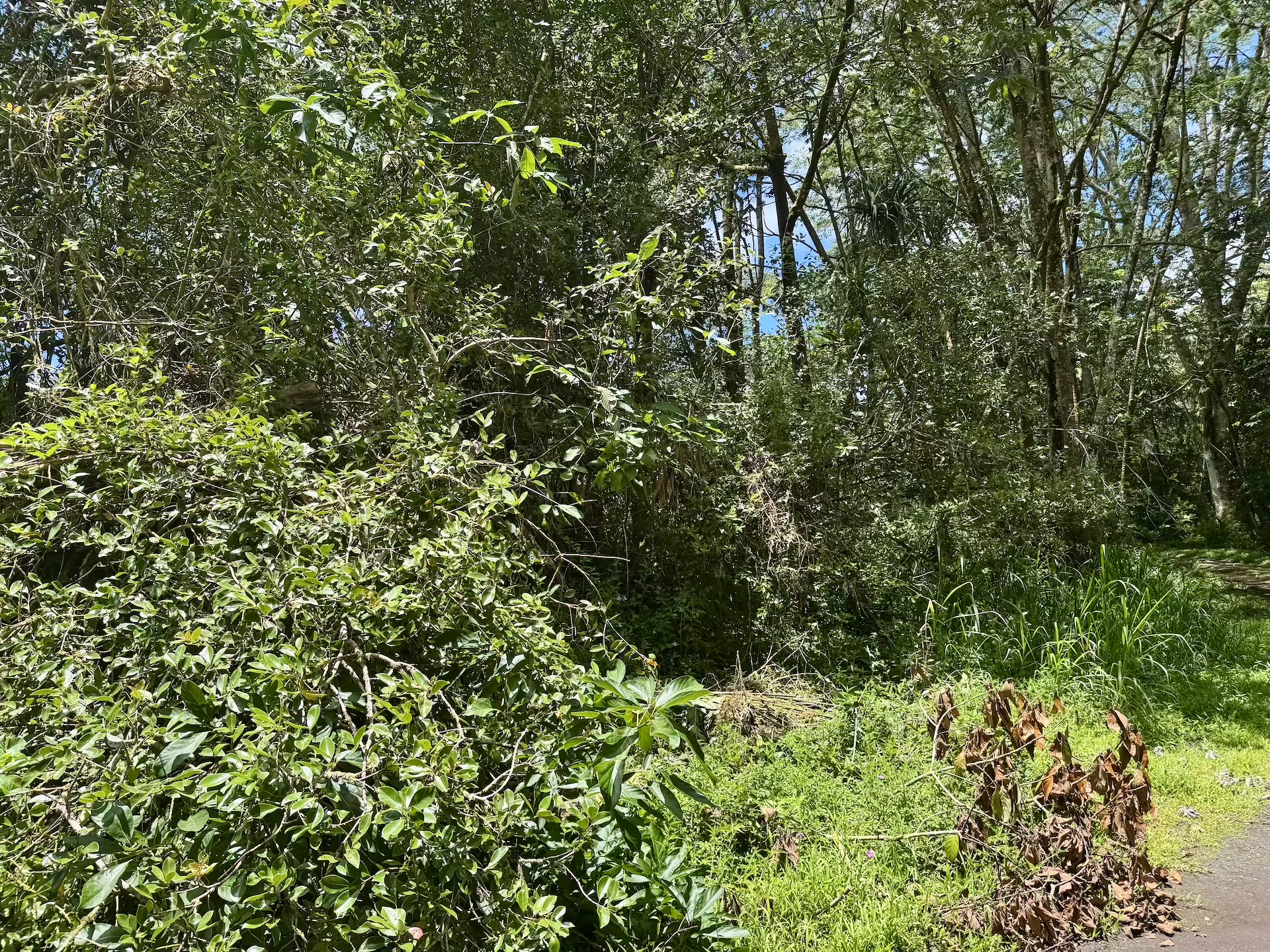 Lanai Rd Property Photo 5