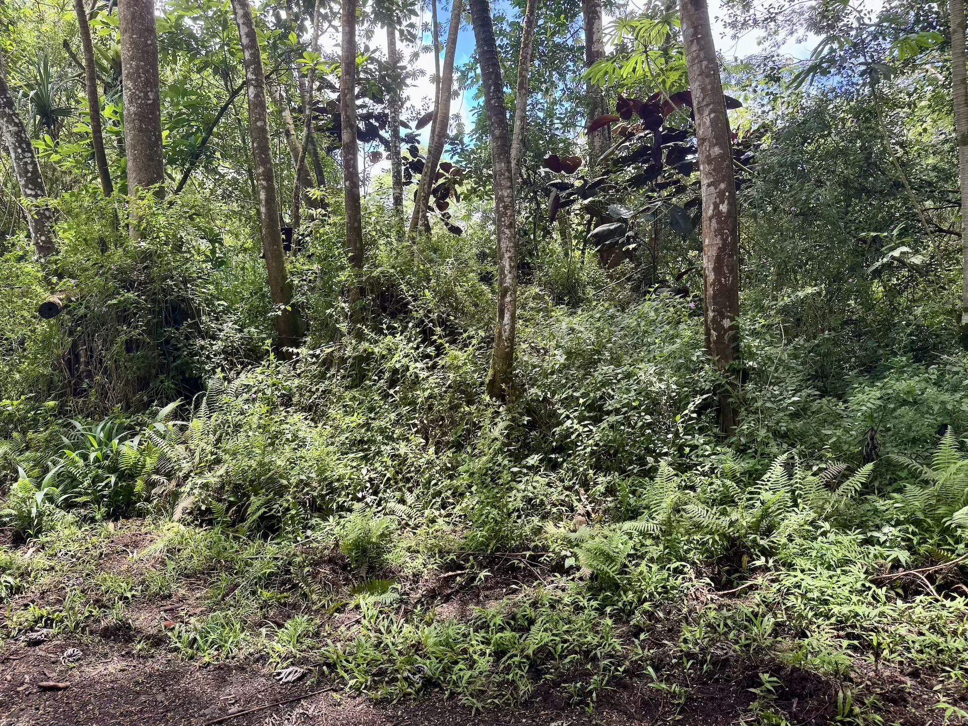 Lanai Rd Property Photo 11