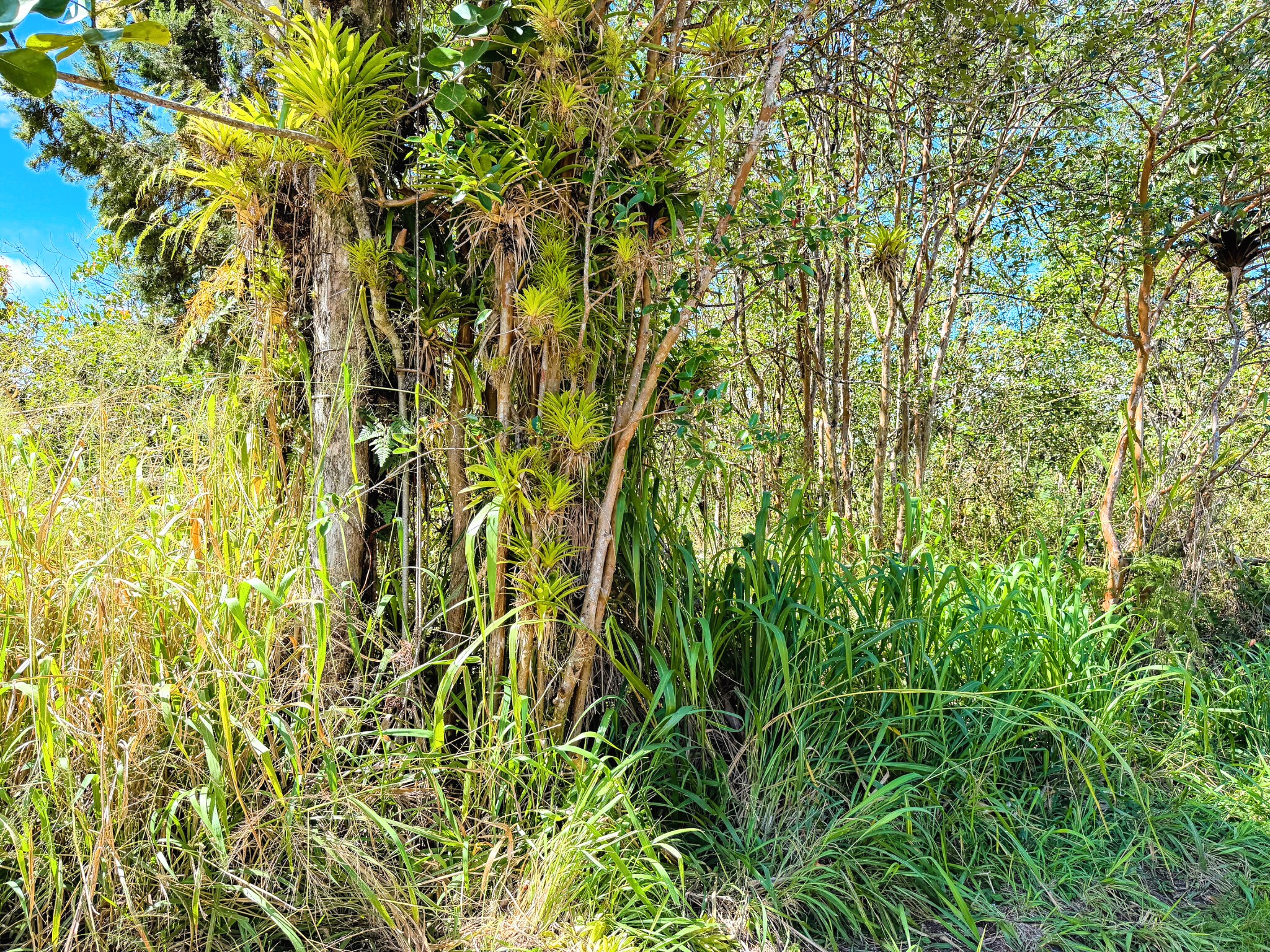 Silversword Ct Property Photo 7