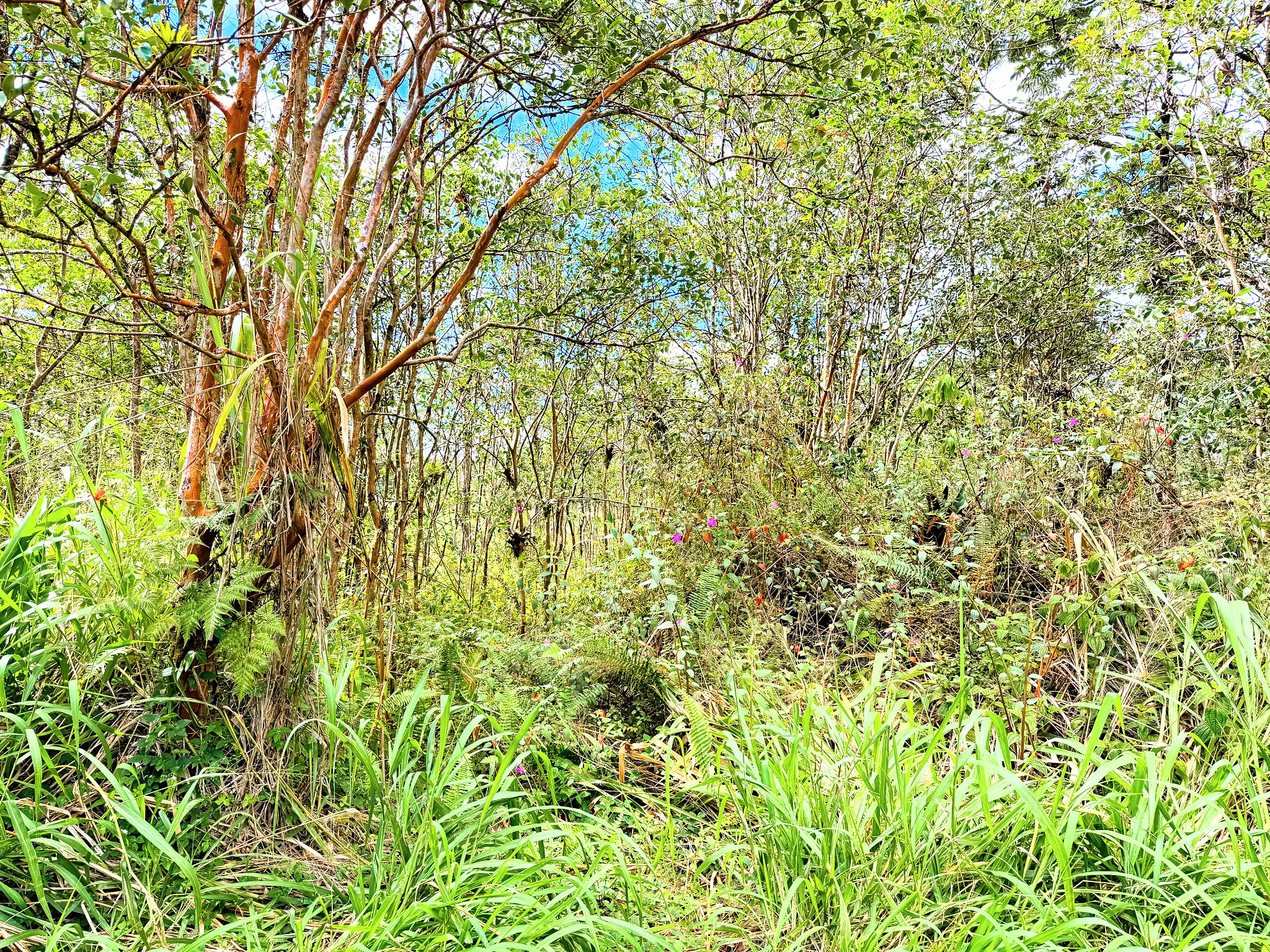 Silversword Ct Property Photo 8