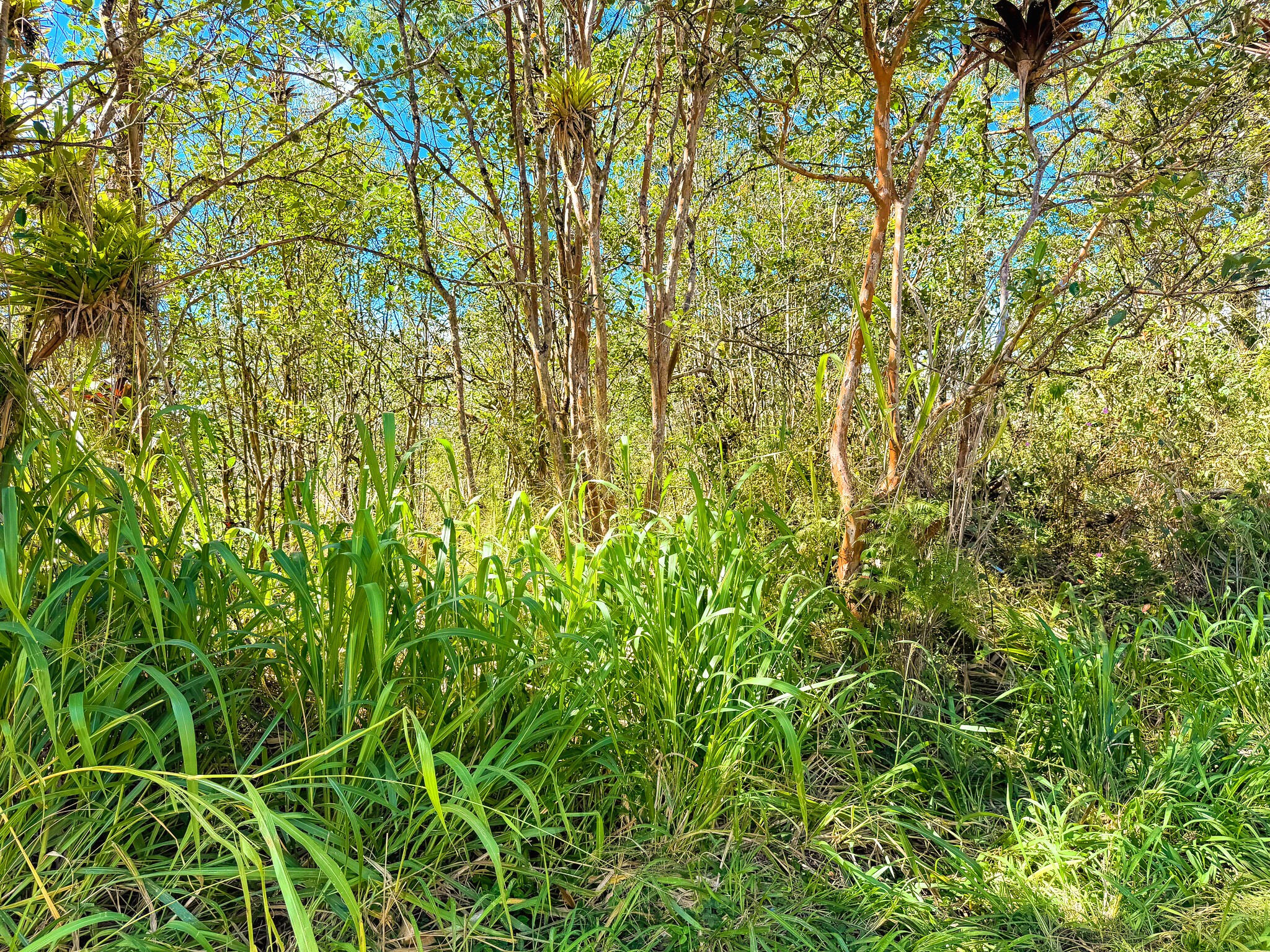 Silversword Ct Property Photo 12