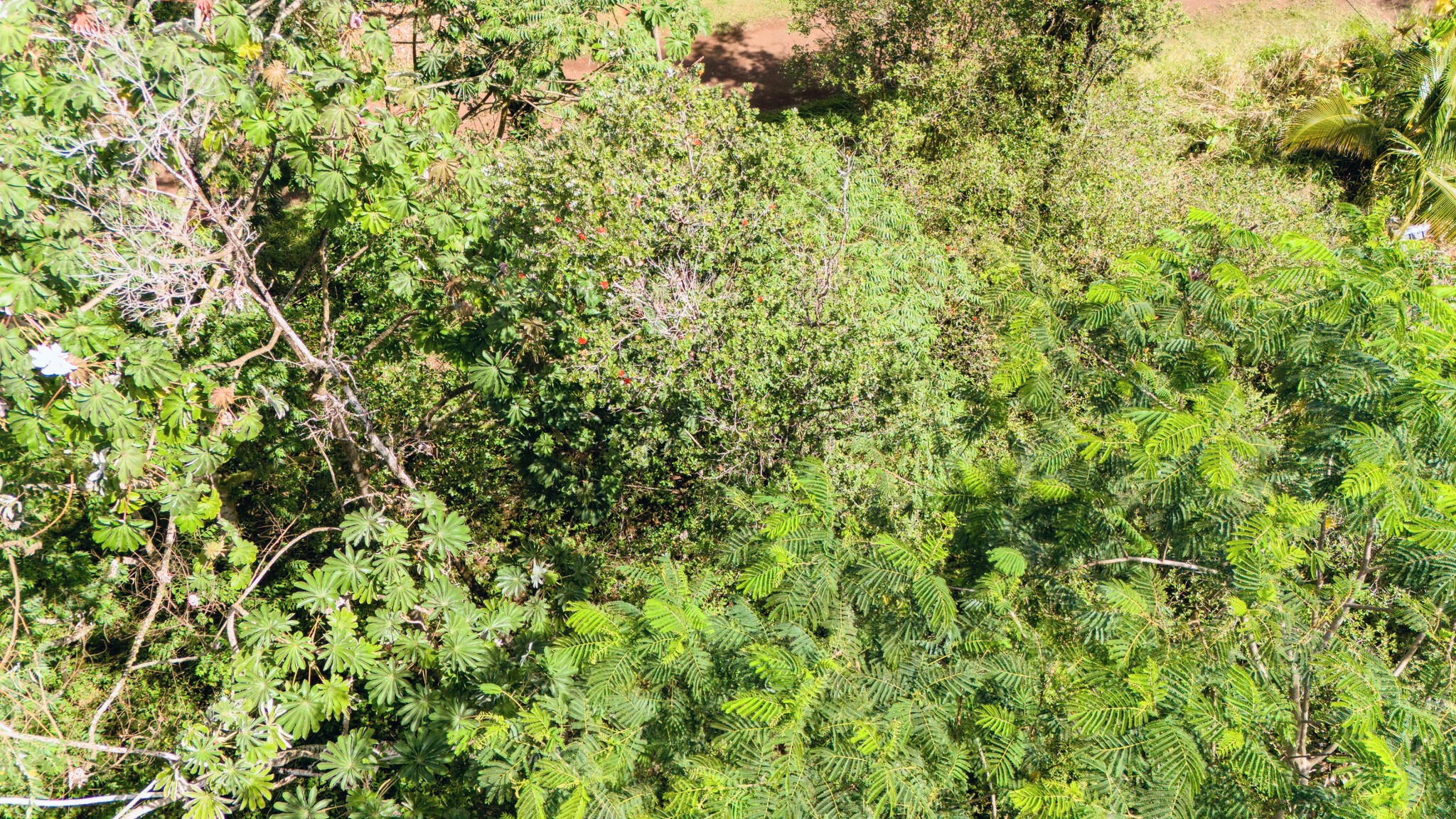Silversword Ct Property Photo 15