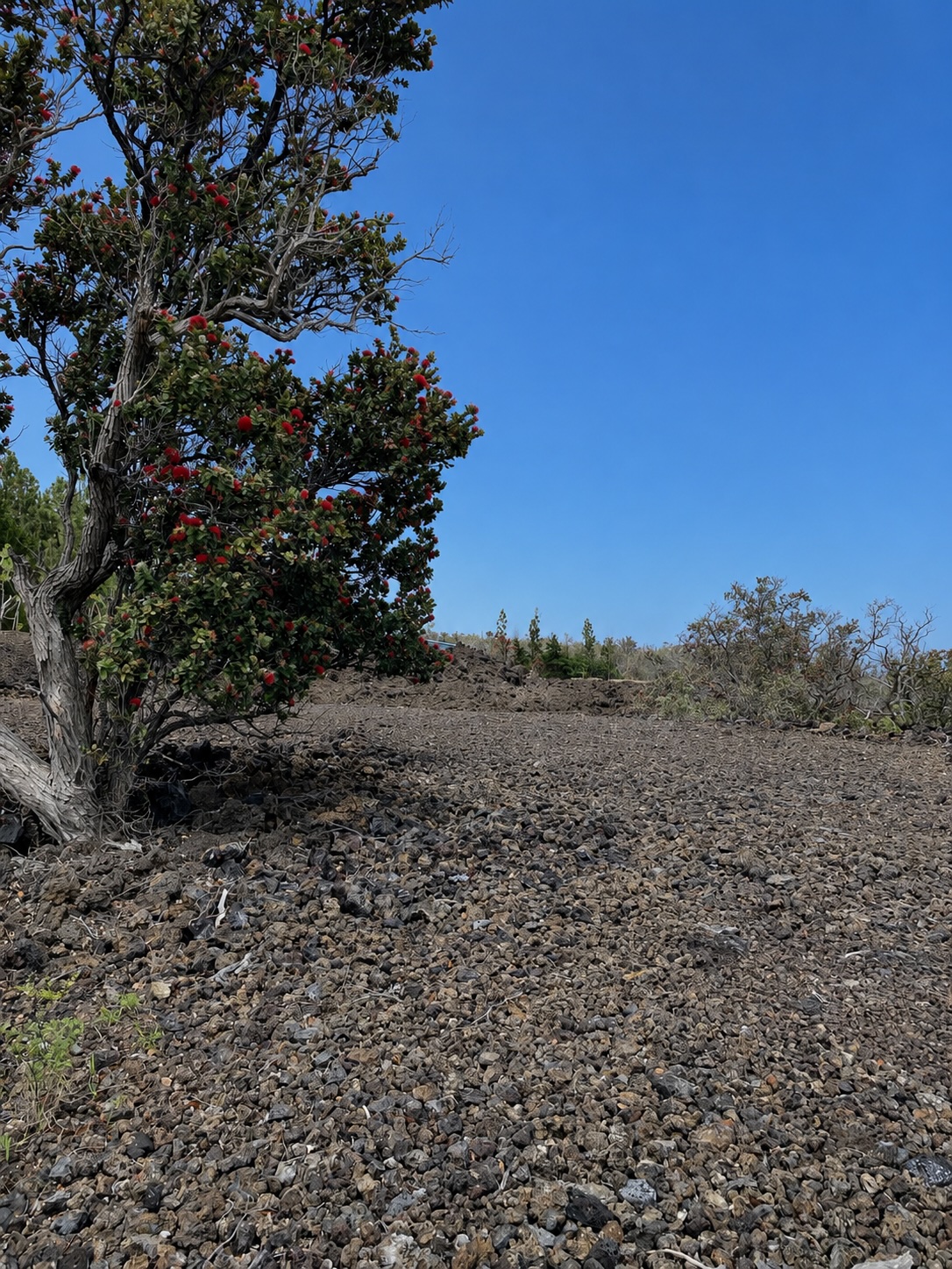 Tiki Ln Property Photo 2