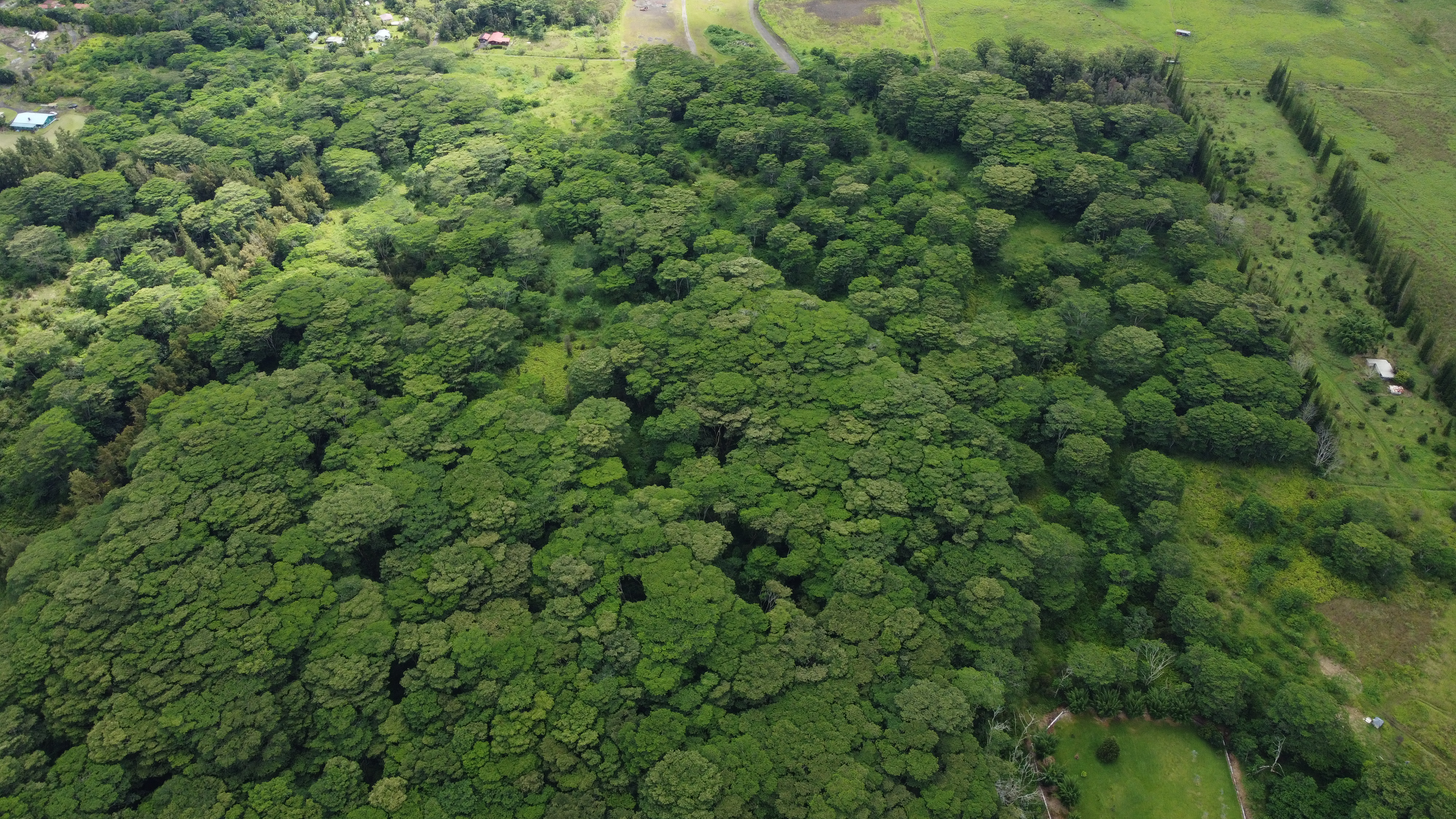 17-4113 Kukui Camp Rd Property Photo 5