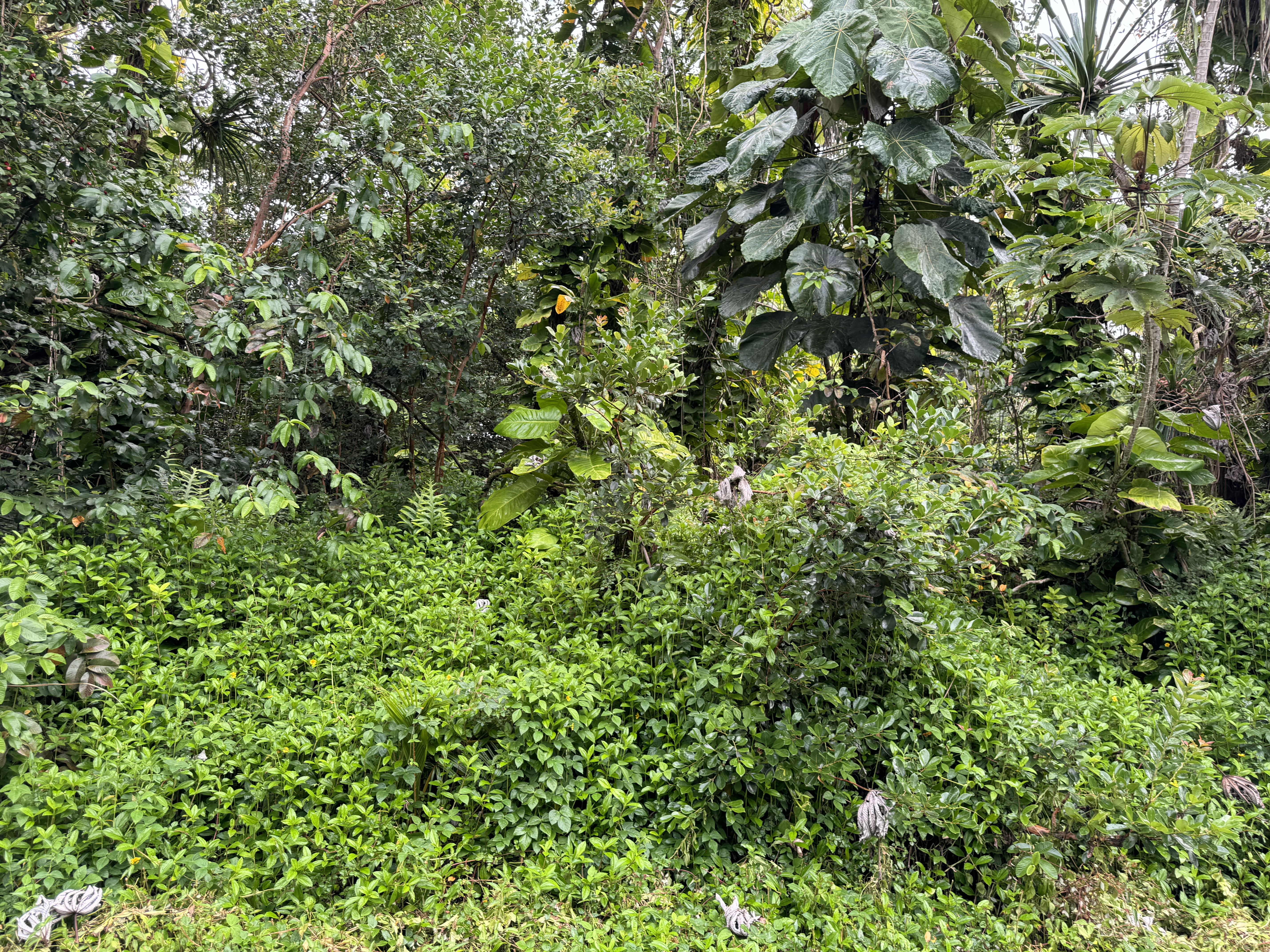 Opelu St Property Photo 8