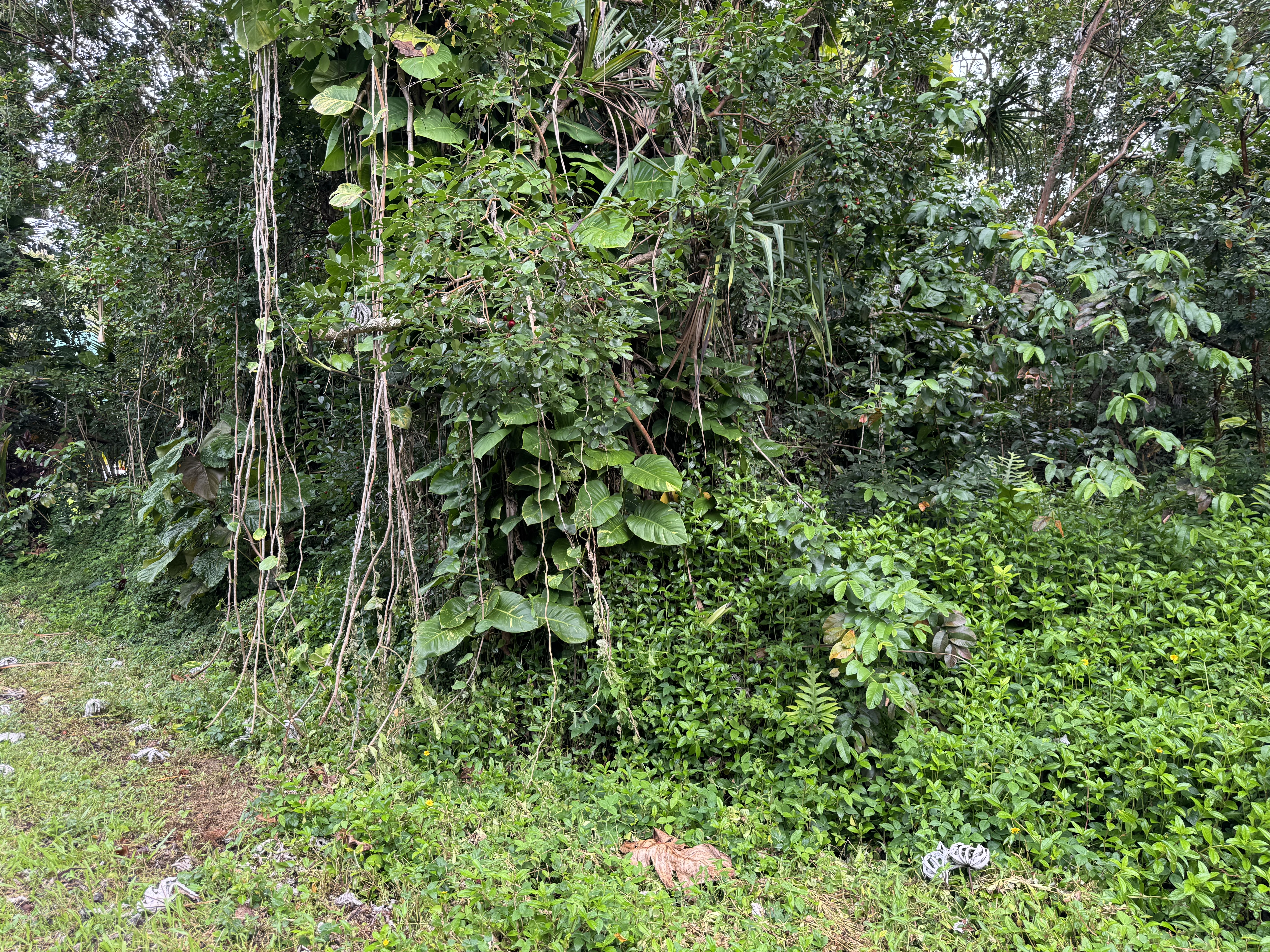 Opelu St Property Photo 9