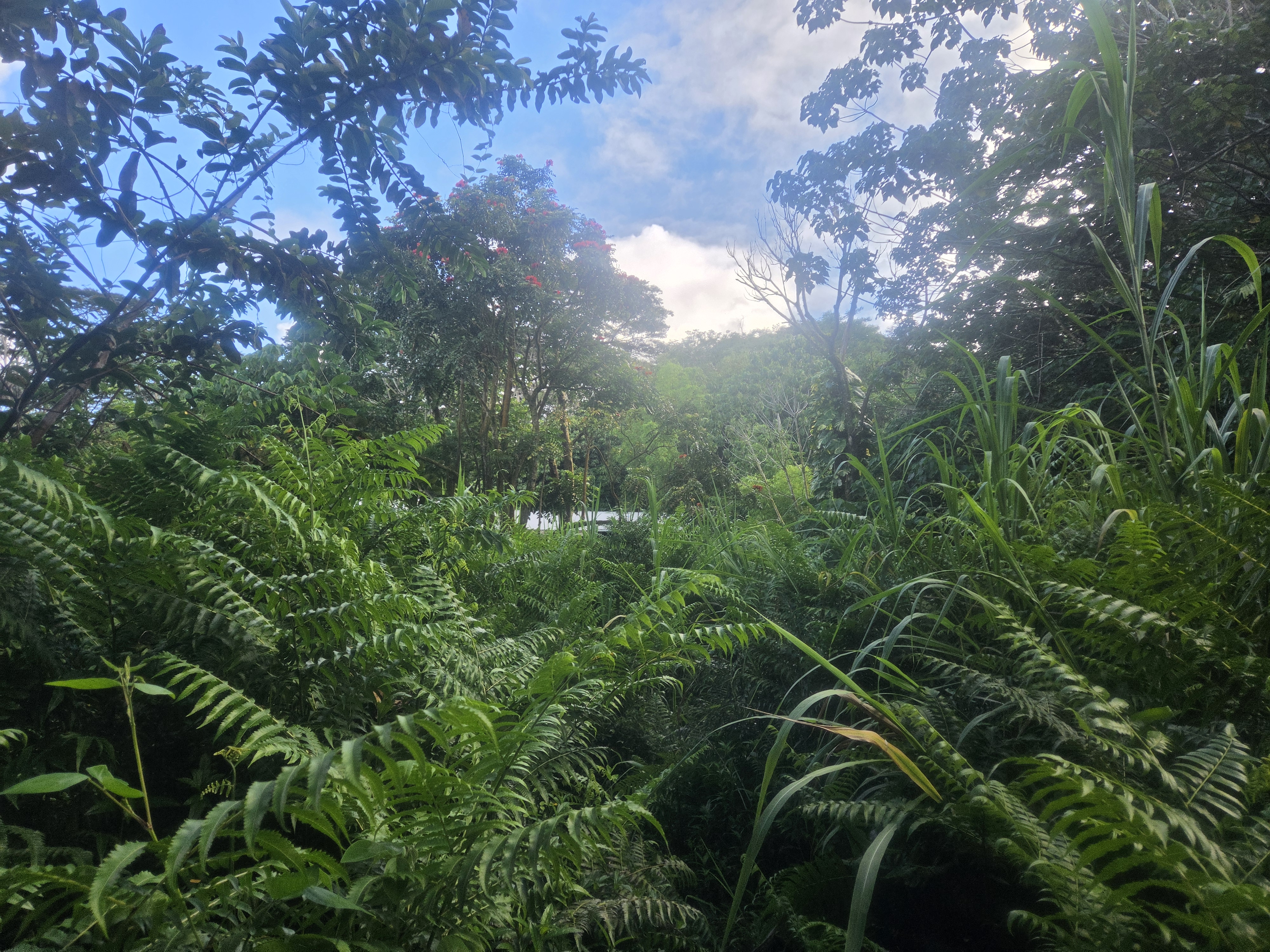 Kekauonohe St Property Photo 3