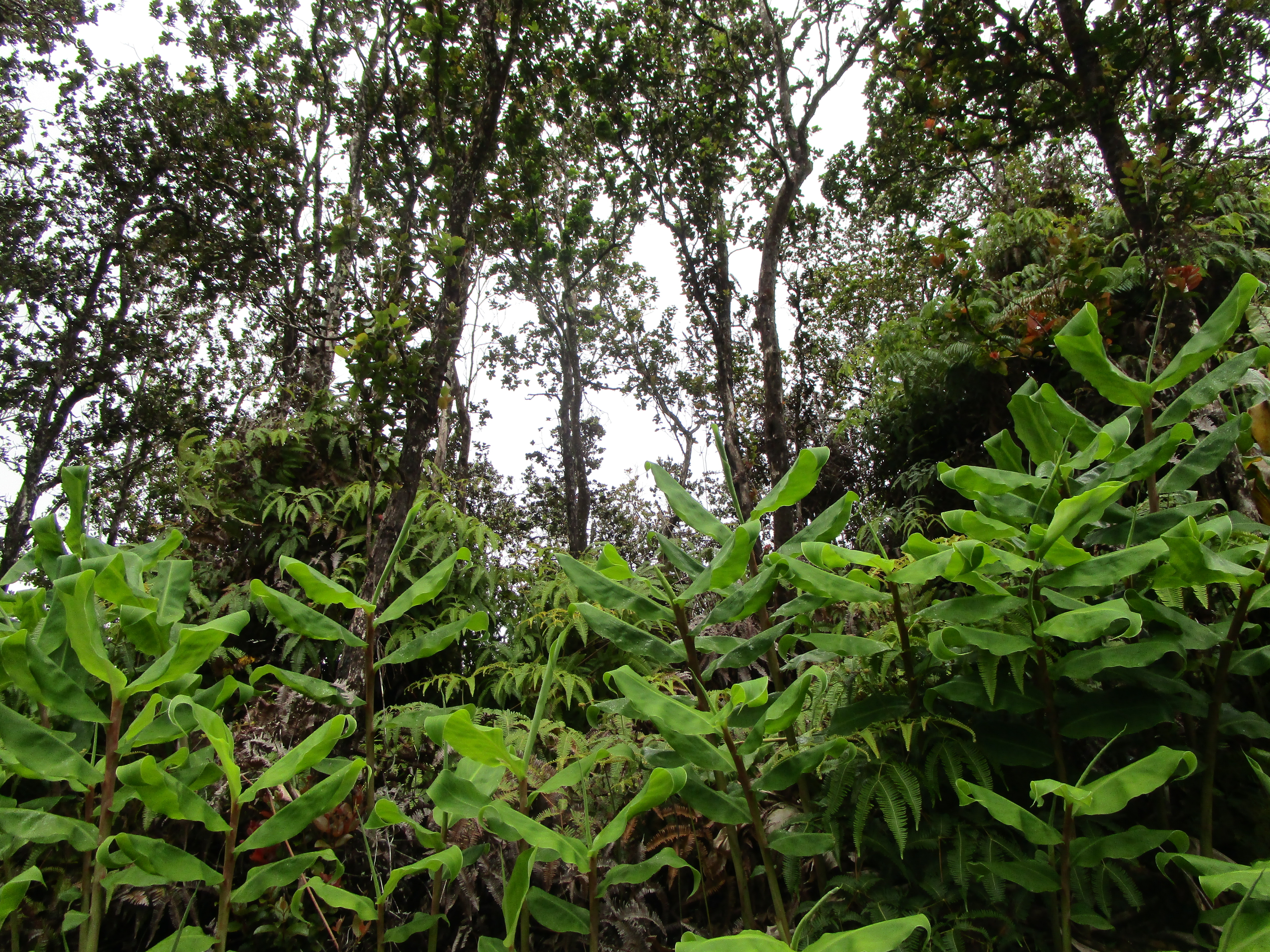 Alaula St Property Photo 1