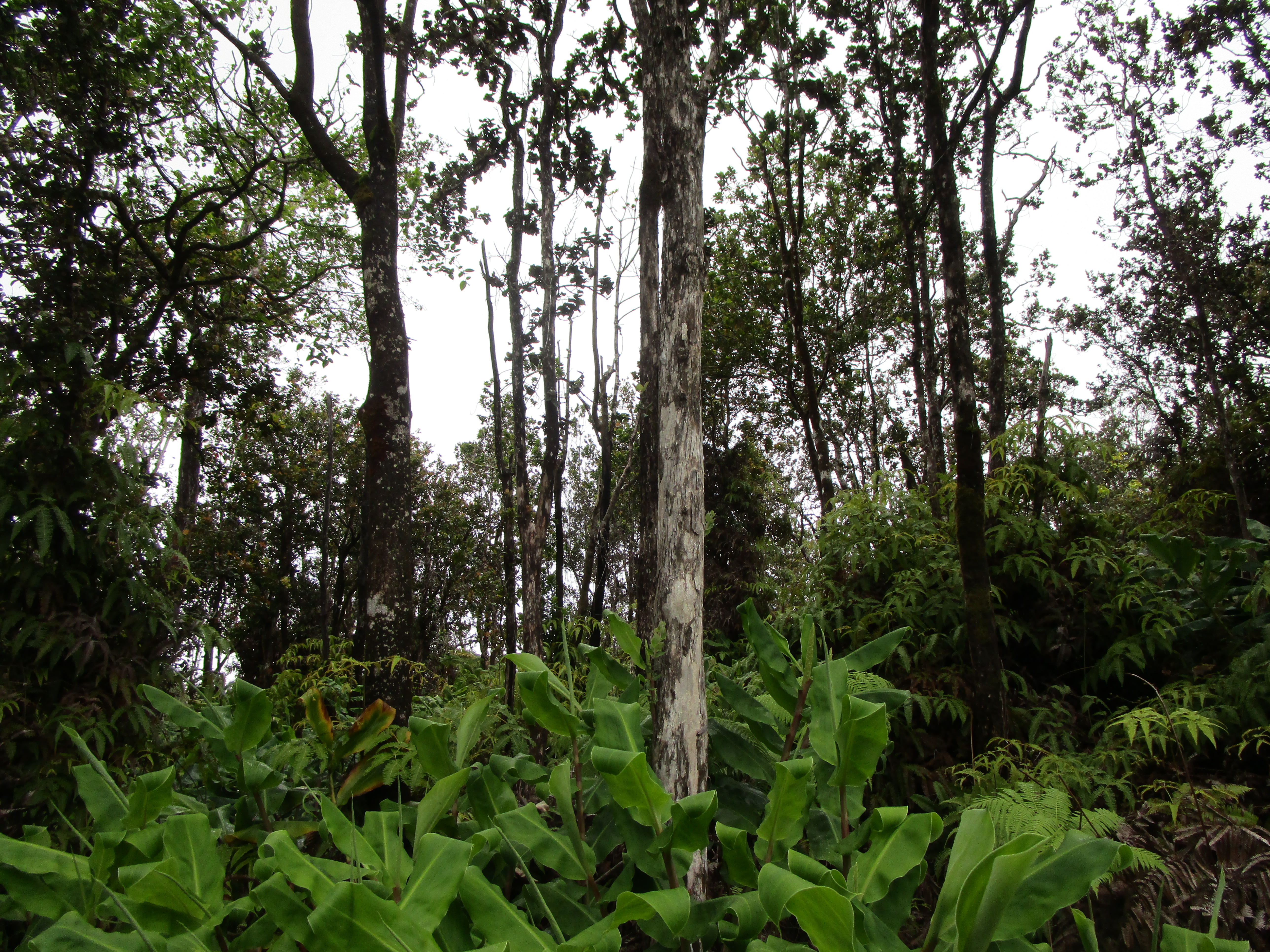 Alaula St Property Photo 2