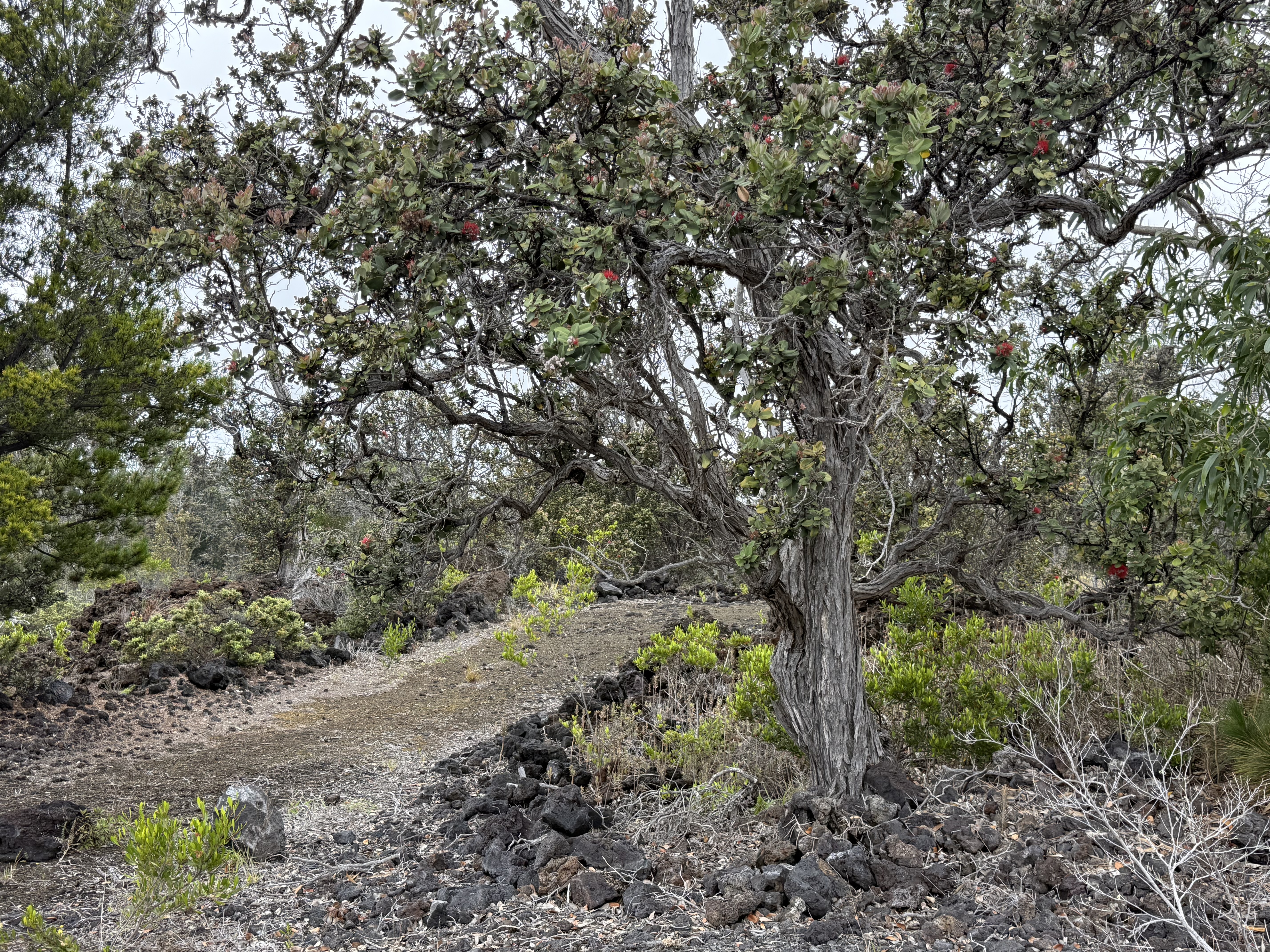 Pineapple Pkwy Property Photo 1