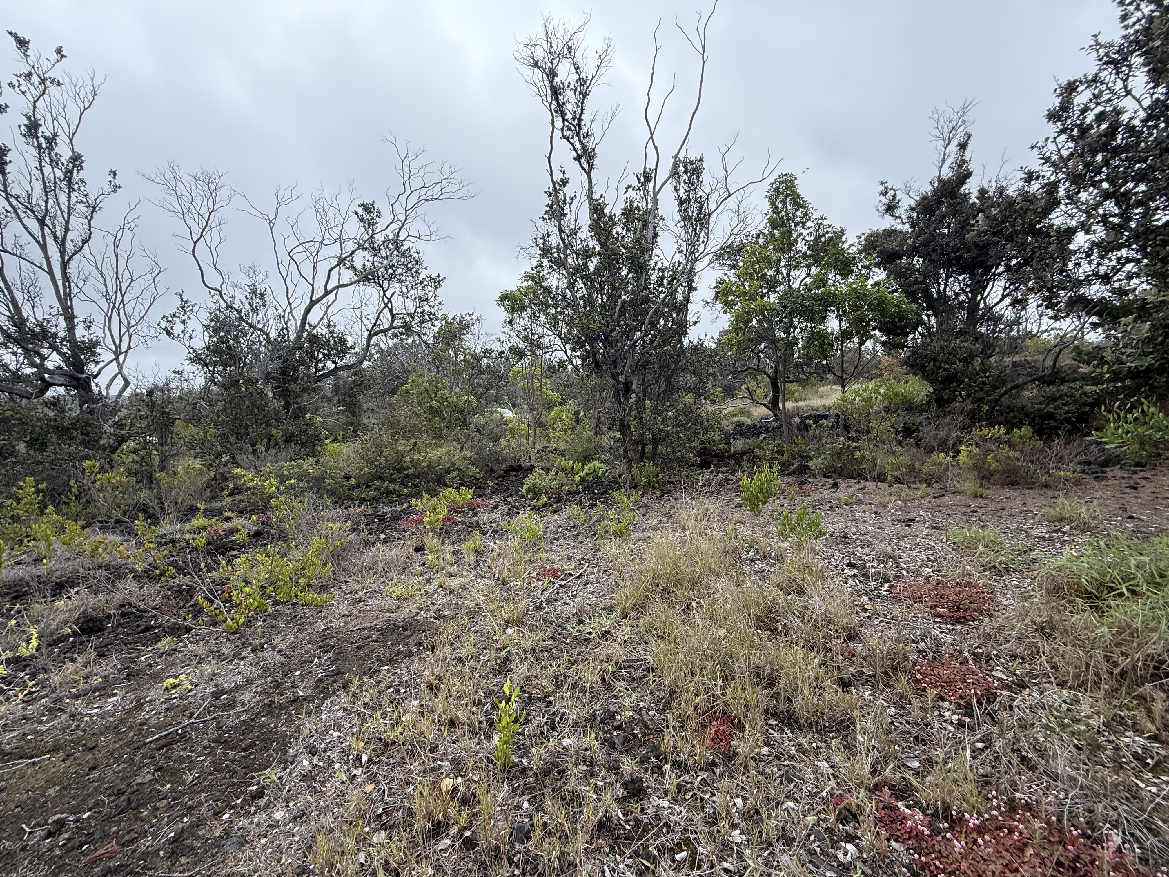 Pineapple Pkwy Property Photo 7