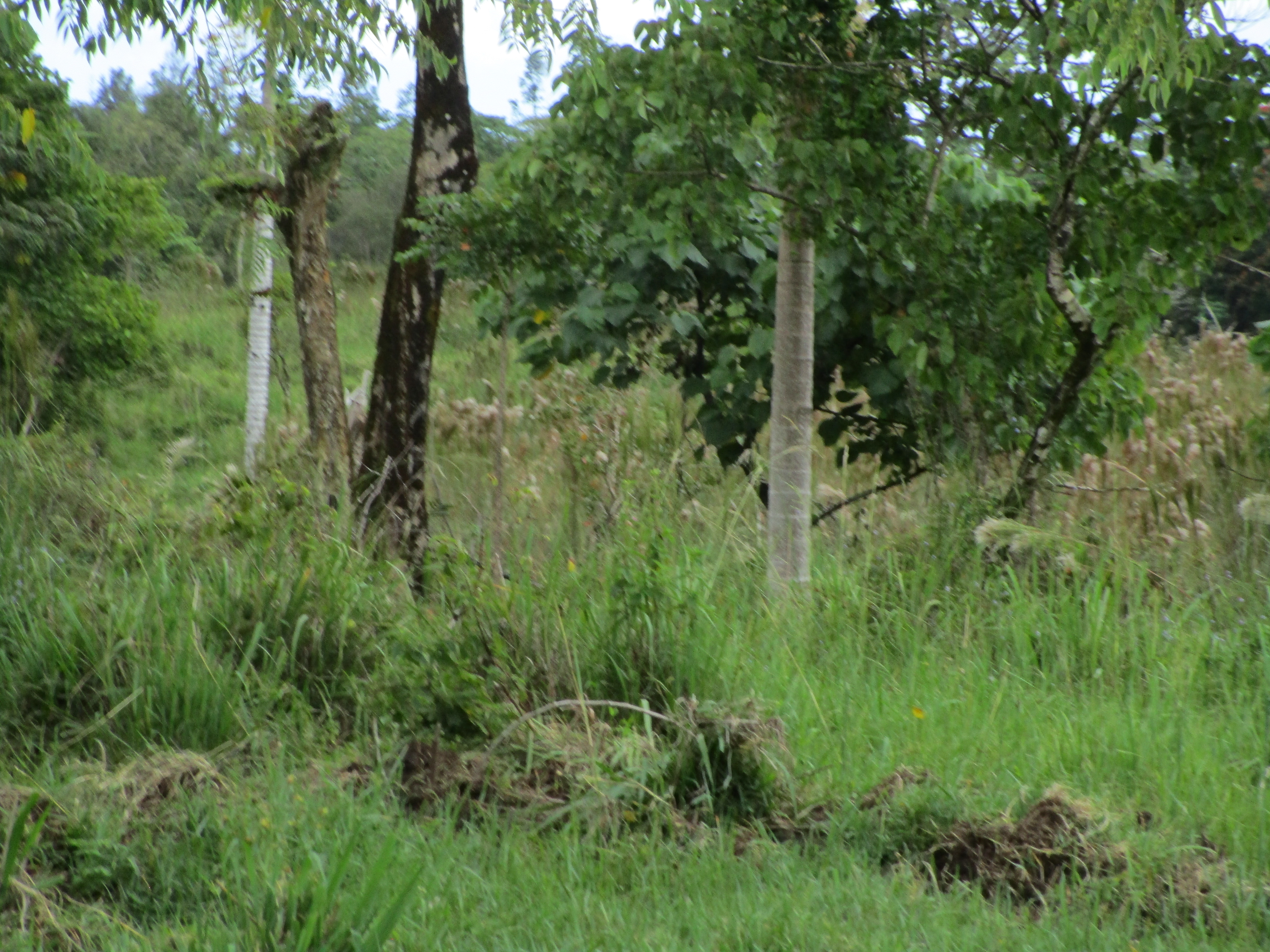 South Rd Property Photo 11