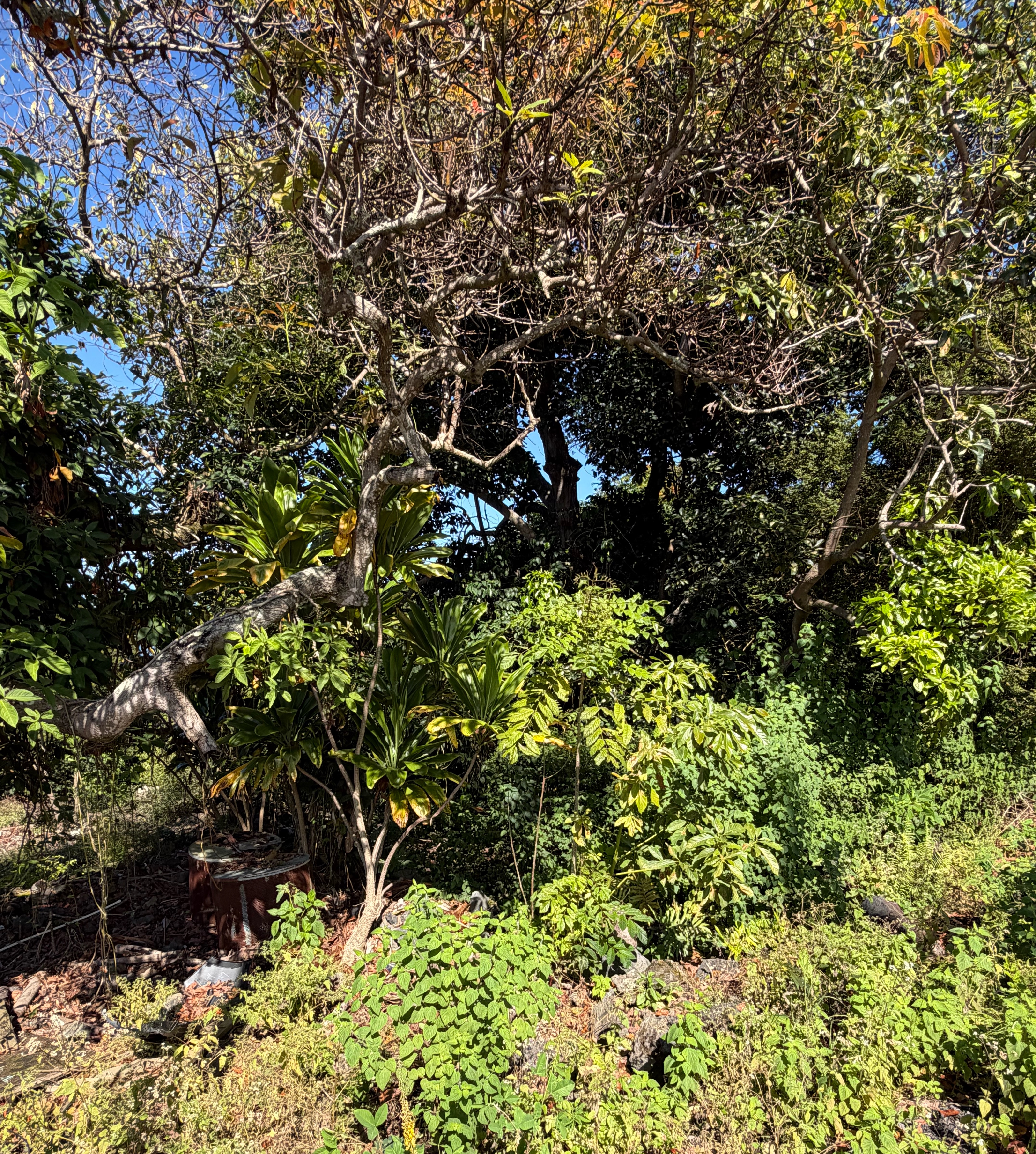 75-5222 Mamalahoa Highway Property Photo 6