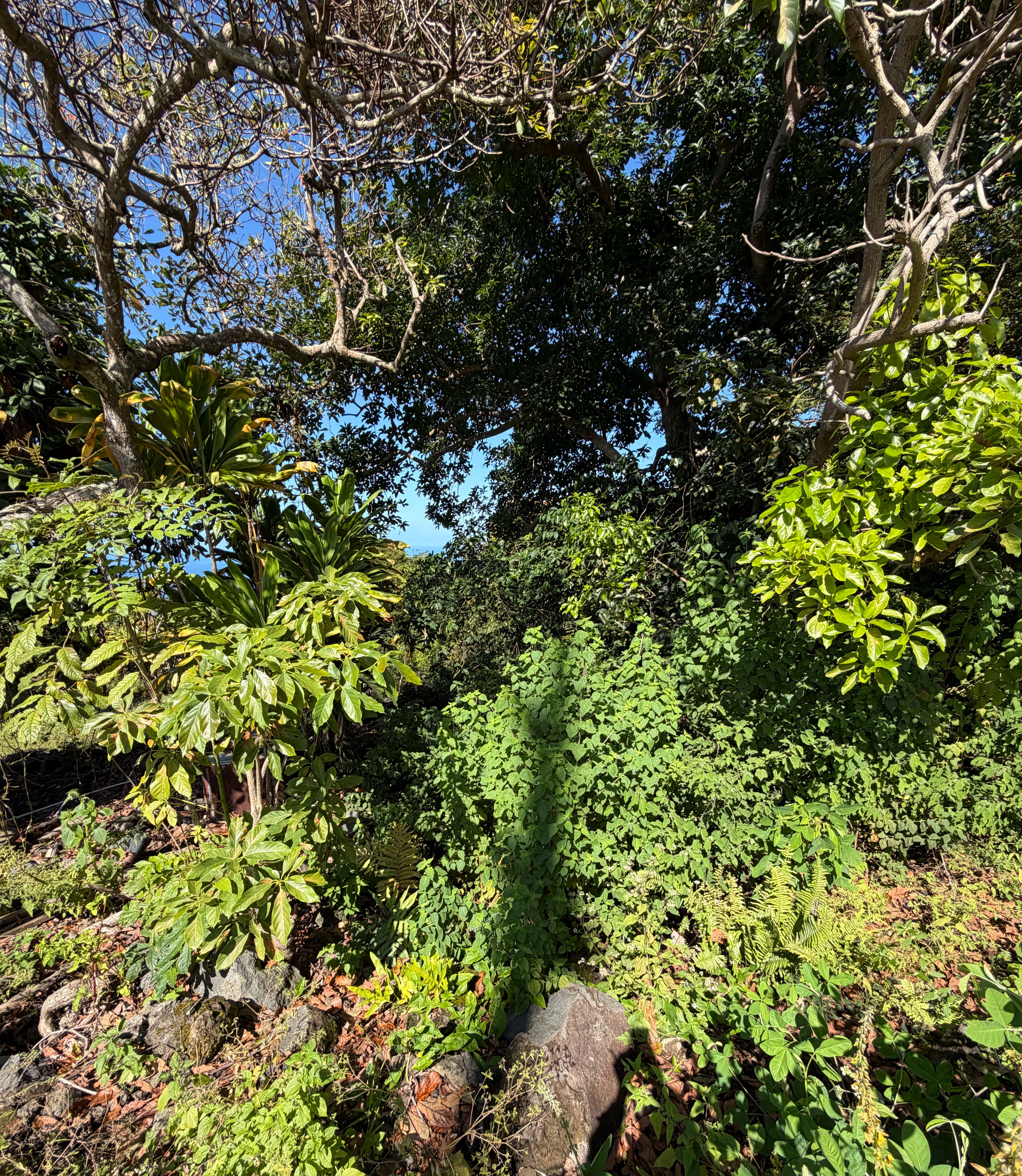 75-5222 Mamalahoa Highway Property Photo 15