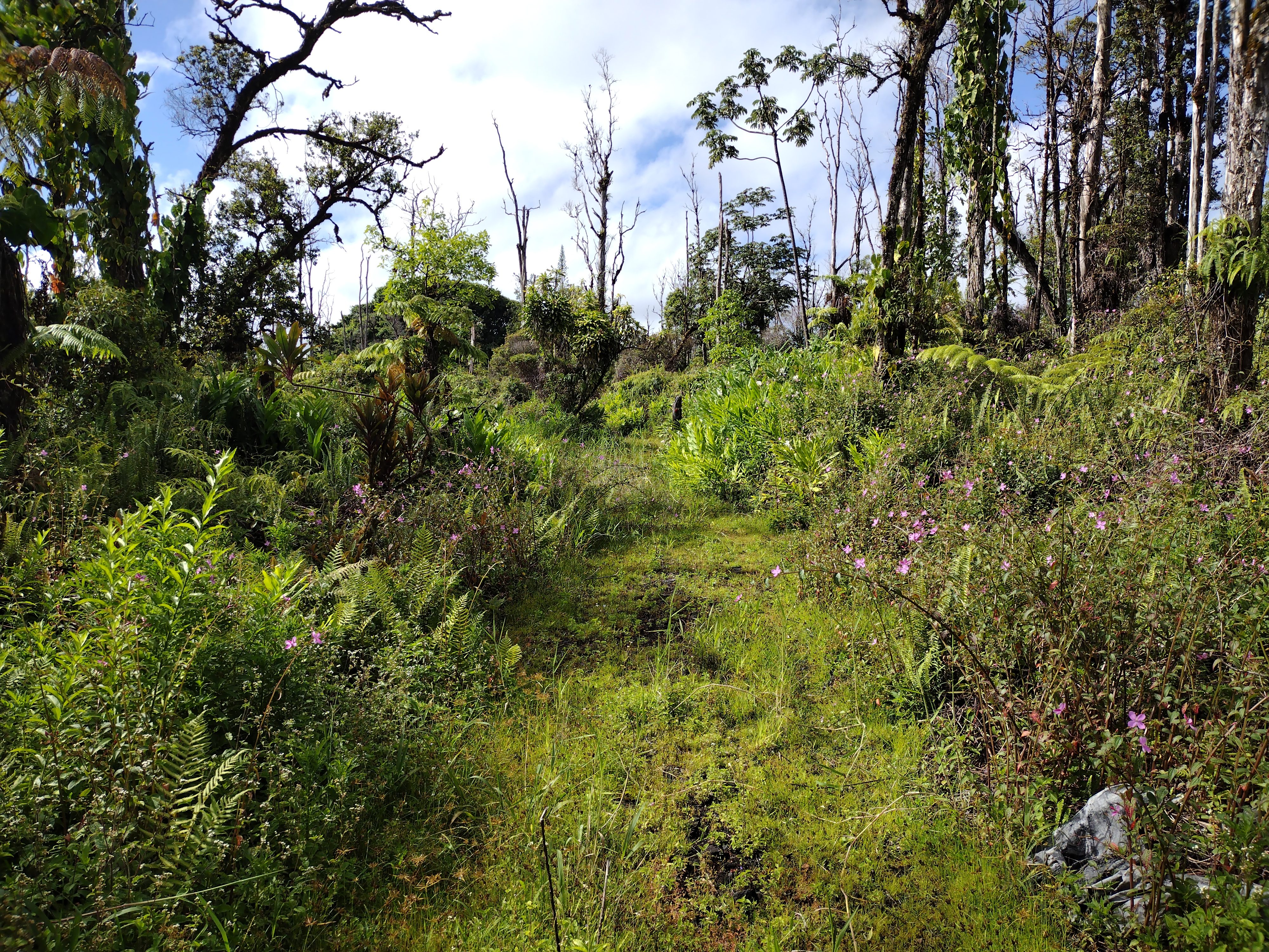 16-759-a Wao Kele Rd Property Photo 4