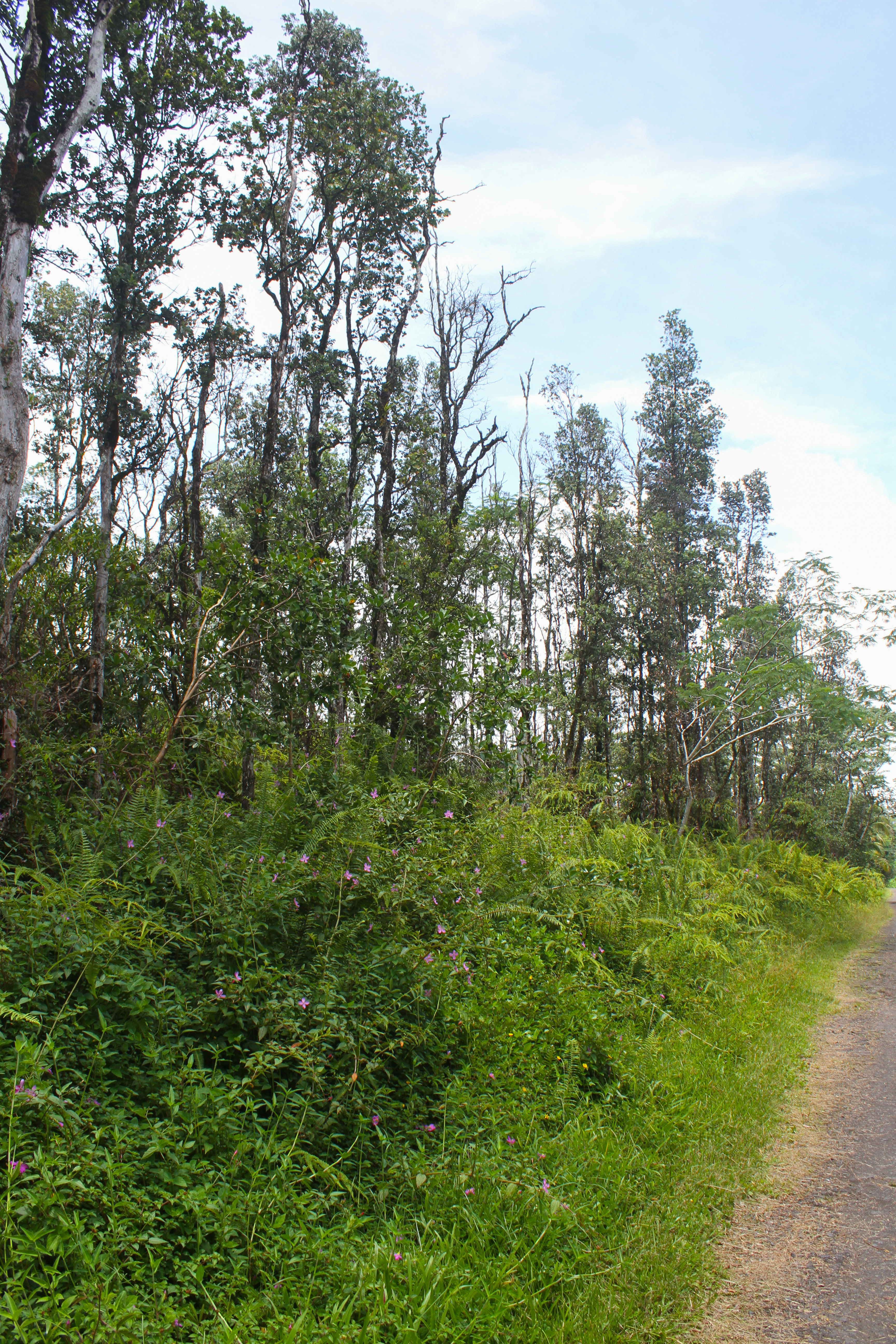 Ginger Rd Property Photo 11