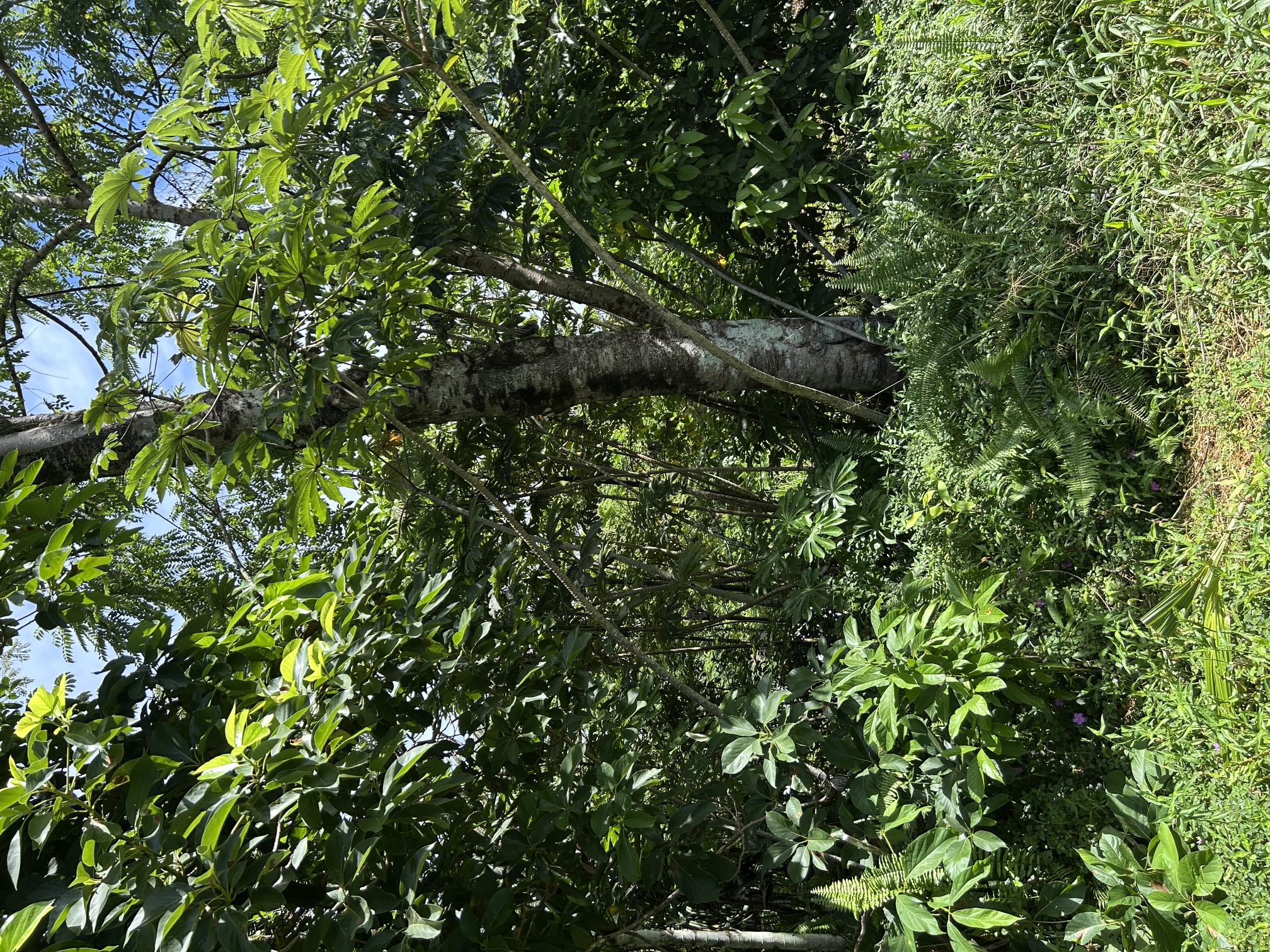 Puni Makai Loop Property Photo 1