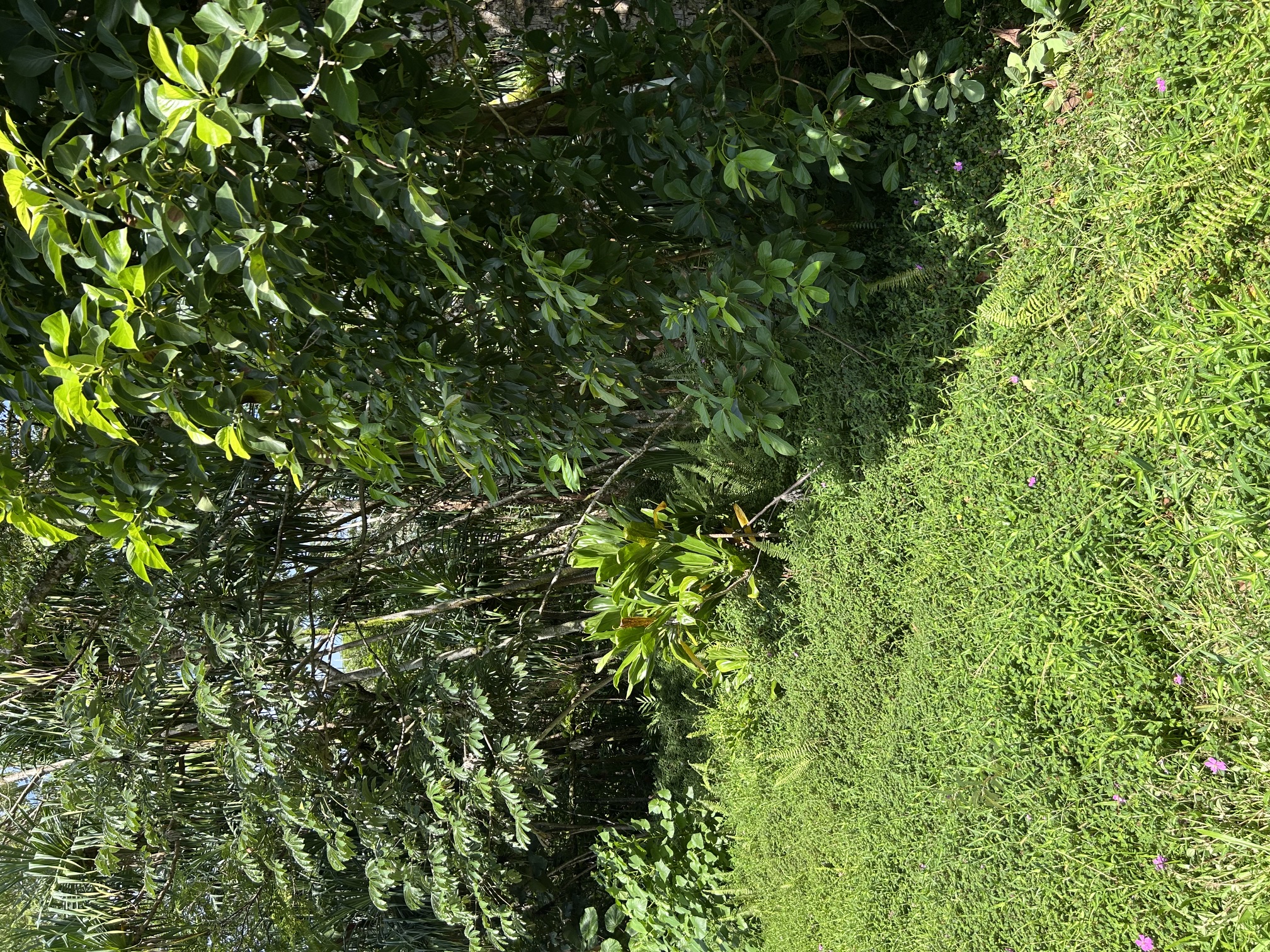 Puni Makai Loop Property Photo 2