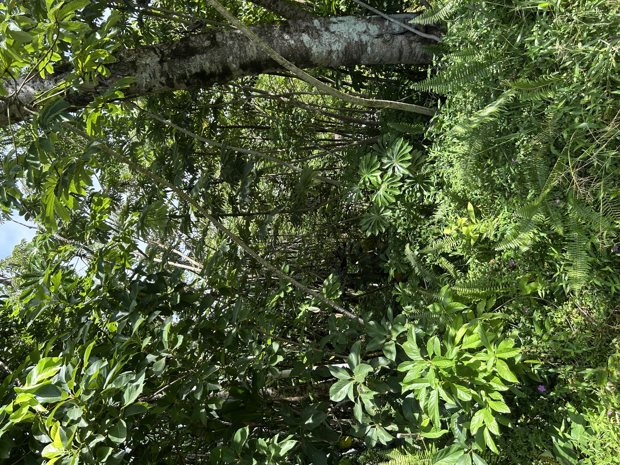 Puni Makai Loop Property Photo 5