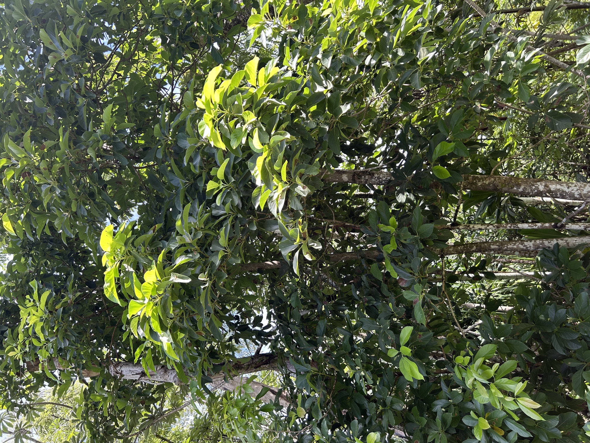 Puni Makai Loop Property Photo 6