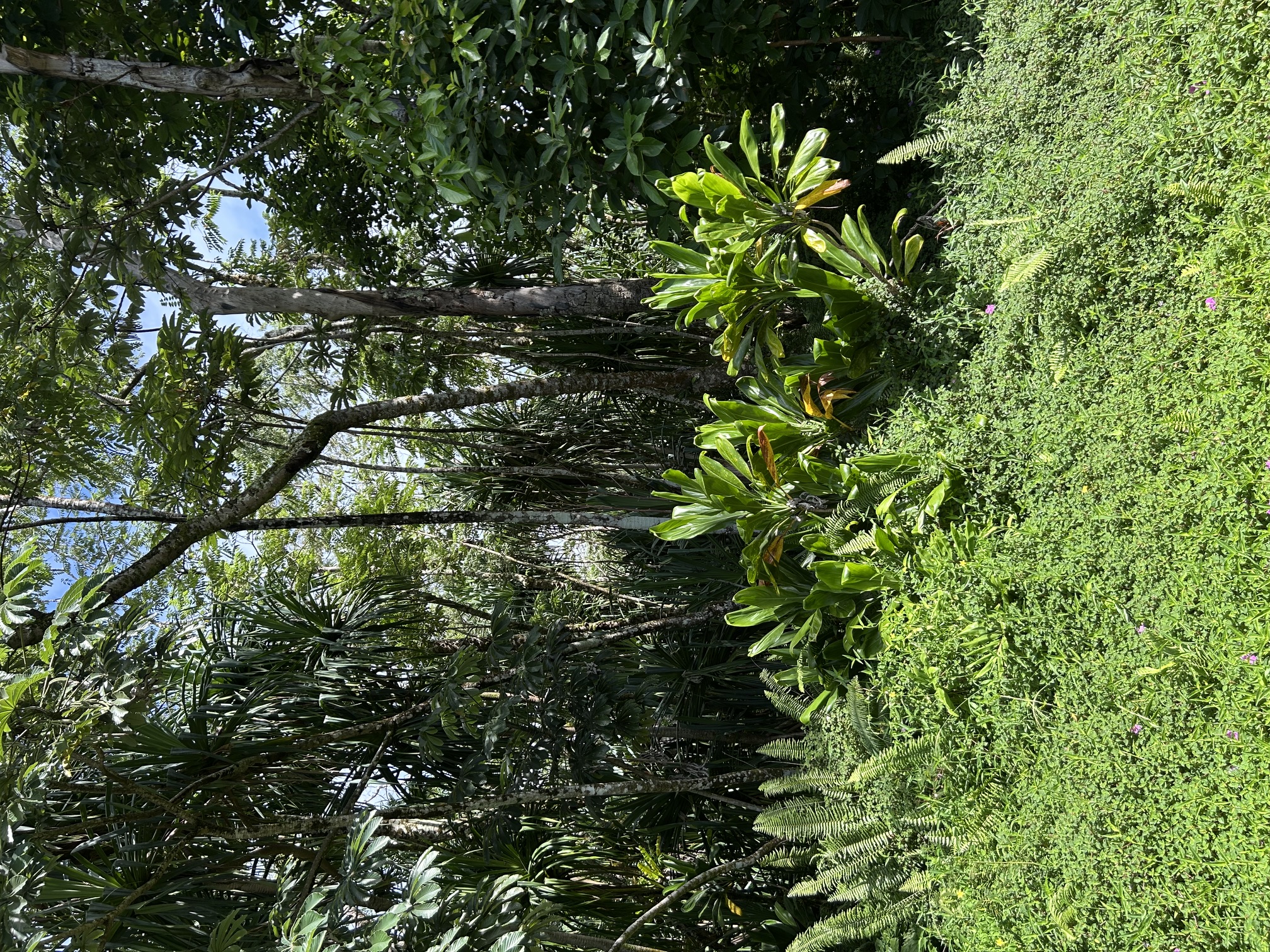 Puni Makai Loop Property Photo 9