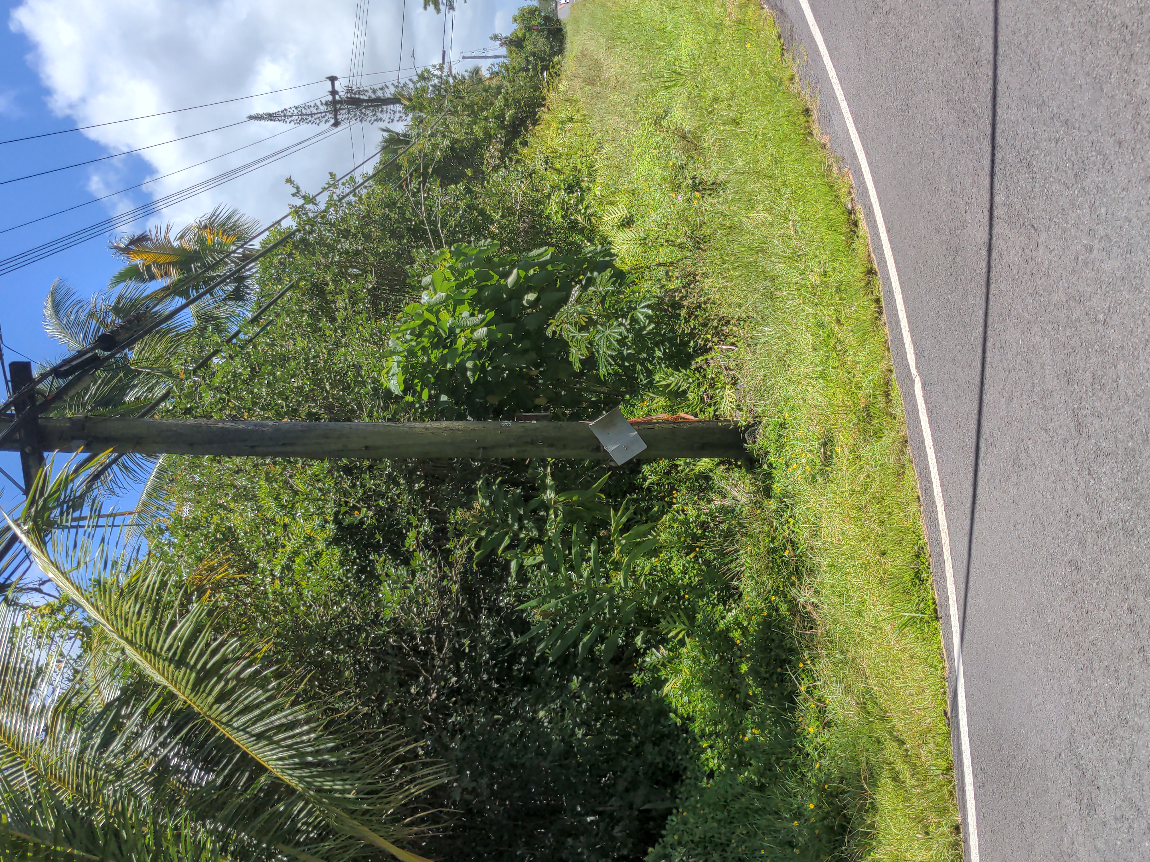 Kaku St Property Photo 3
