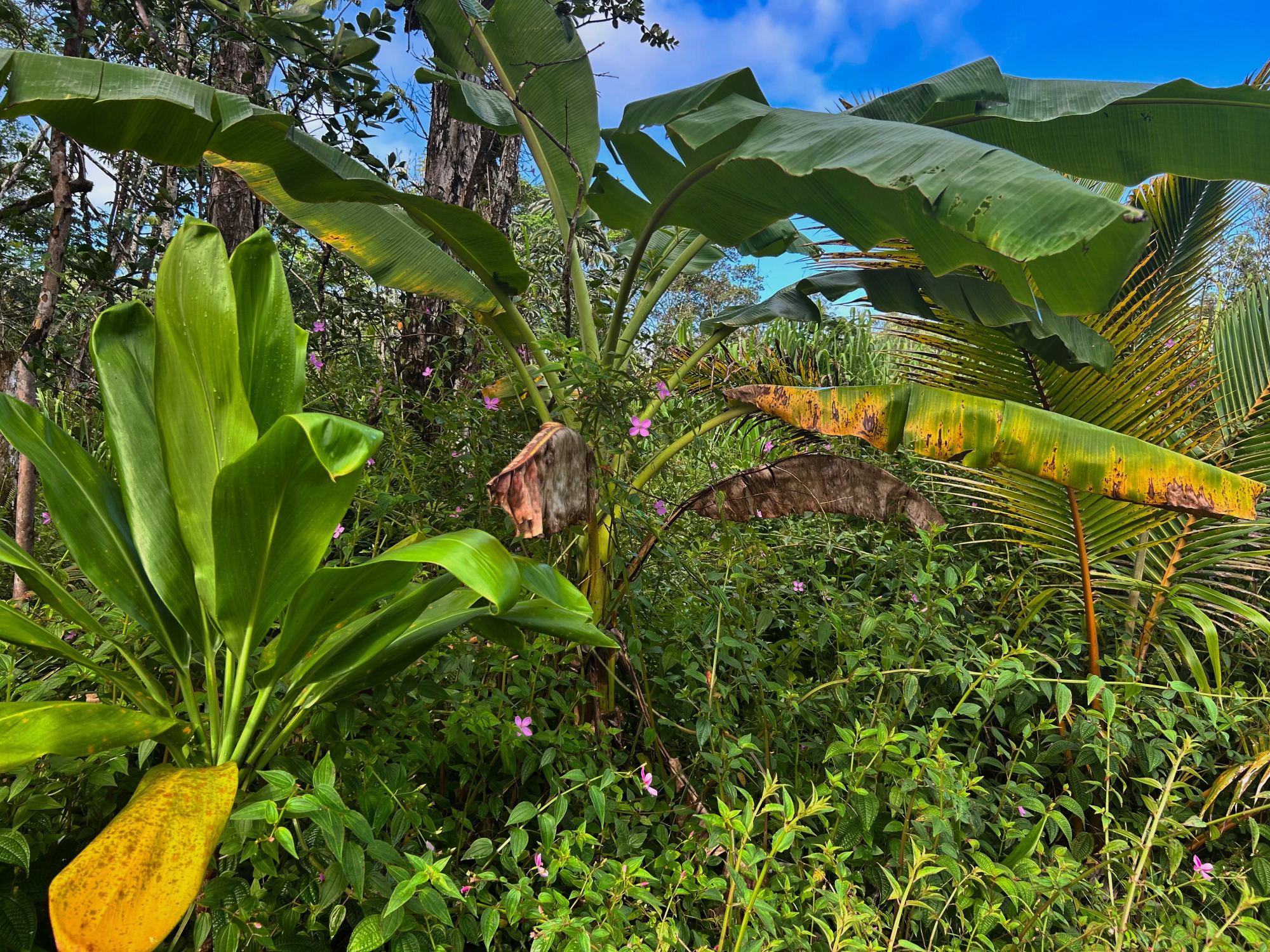 Pahoa Rd Property Photo 2