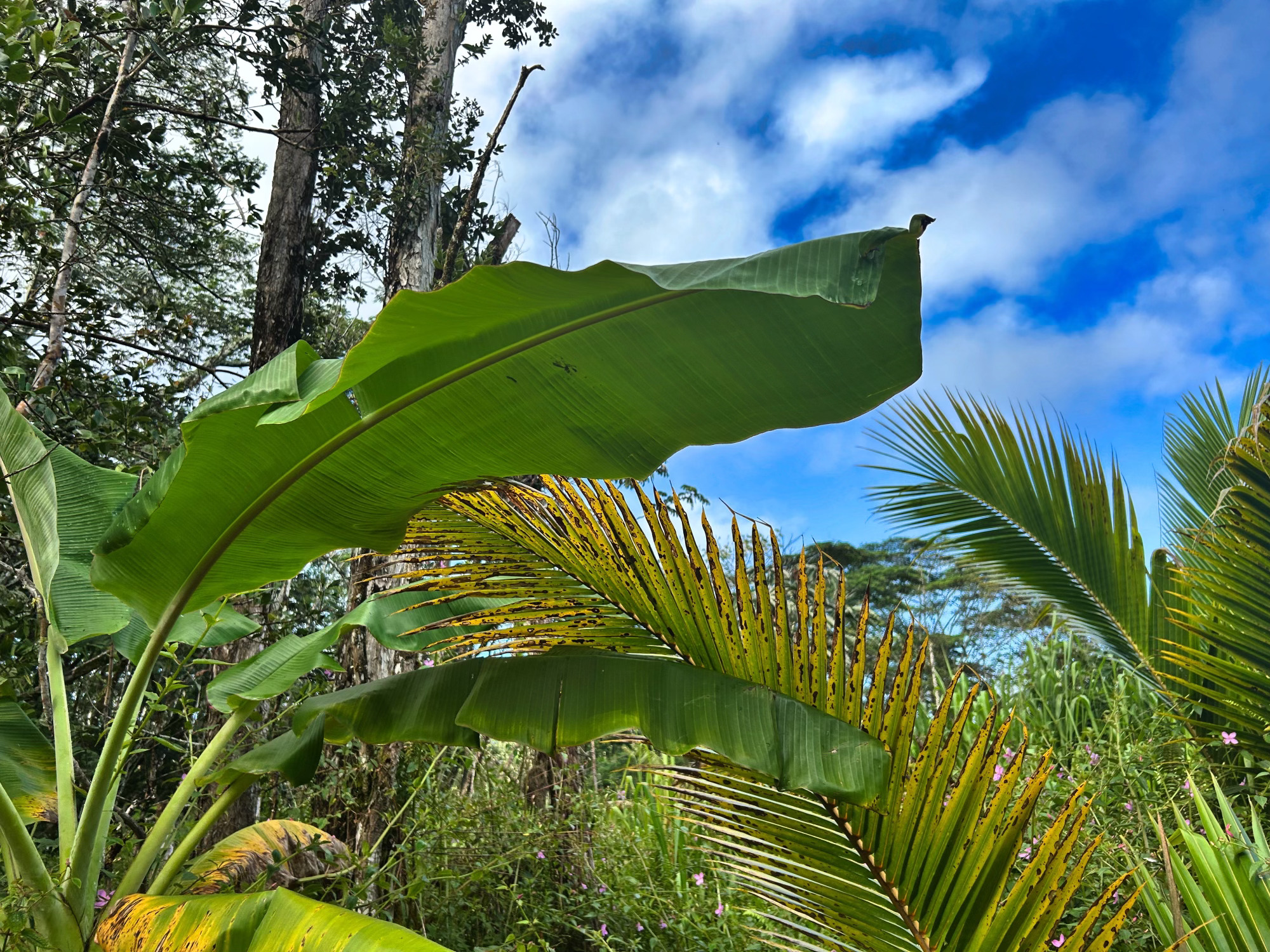 Pahoa Rd Property Photo 4
