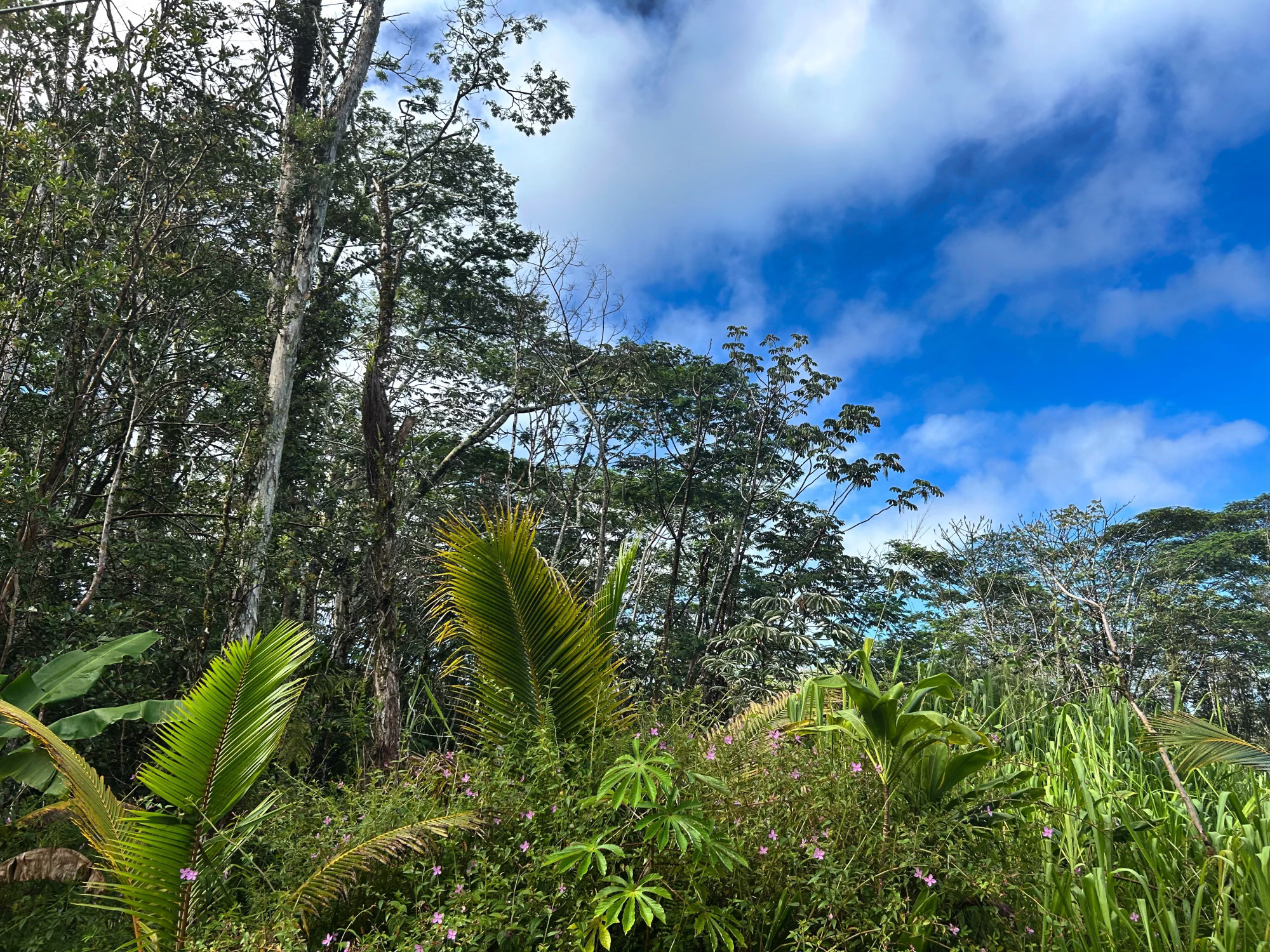 Pahoa Rd Property Photo 5