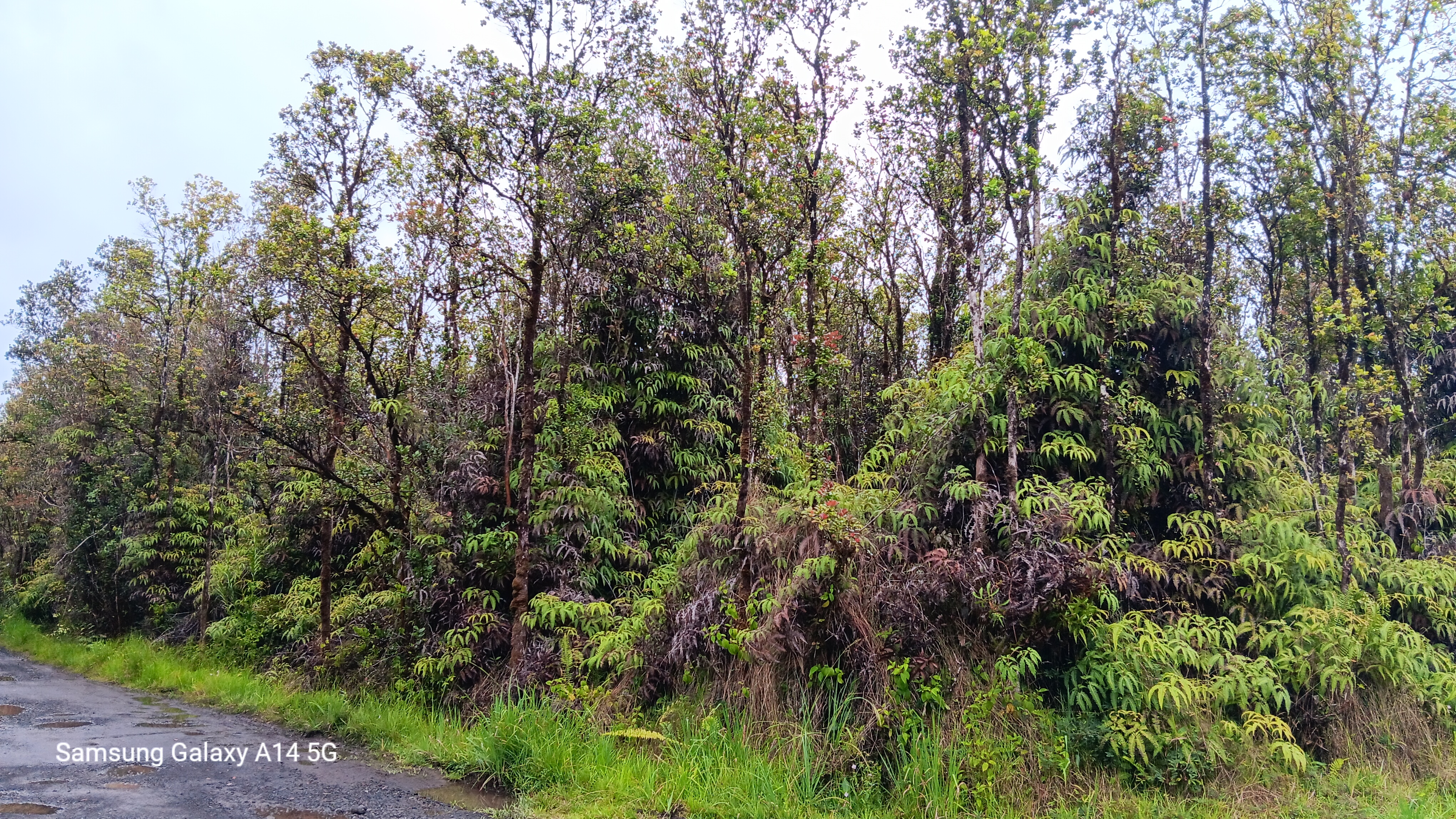 Ohia Ave Property Photo 2
