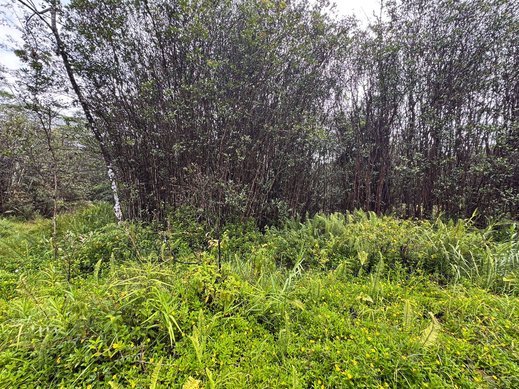Road 10 (poouli) Property Photo 11